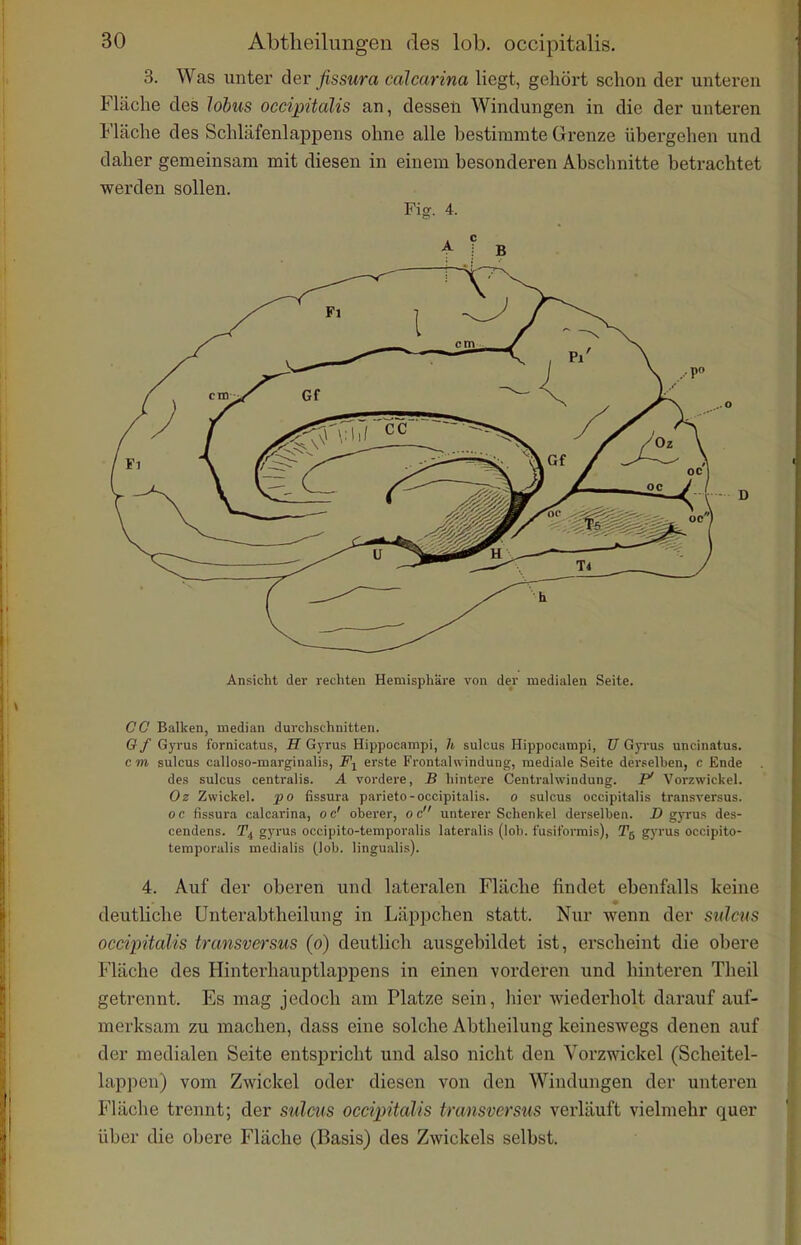 3. Was unter der fissura cälcarina liegt, gehört schon der unteren Fläche des Jobus occipitalis an, dessen Windungen in die der unteren Fläche des Schläfenlappens ohne alle bestimmte Grenze übergehen und daher gemeinsam mit diesen in einem besonderen Abschnitte betrachtet werden sollen. Fig. 4. Ansicht der rechten Hemisphäre von der medialen Seite. CC Balken, median durchschnitten. 6 f Gyrus fornicatus, H G)-rus Hippocampi, h sulcus Hippocampi, U Gp'us uncinatus. cm sulcus calloso-marginalis, Fi erste Frontahvindung, mediale Seite derselben, c Ende des sulcus centralis. A vordere, B hintere Centrahvindung. P' Vorzwickel. Oz Zwickel, po fissura parieto-occipitalis. o sulcus occipitalis transversus. 0 c fissura cälcarina, o c' oberer, o c unterer Schenkel derselben. D gyrus des- cendens. gyrus occipito-temporalis lateralis (lob. fusiformis), T5 gyrus occipito- temporalis medialis (lob. lingualis). 4. Auf der oberen und lateralen Fläche findet ebenfalls keine deutliche Unterabtheilung in Läppchen statt. Nur wenn der sulcus occipitalis transversus (o) deutlich ausgebildet ist, erscheint die obere Fläche des Hinterhauptlappens in einen vorderen und hinteren Theil getrennt. Es mag jedoch am Platze sein, hier wiederholt darauf auf- merksam zu machen, dass eine solche Abtheilung keineswegs denen auf der medialen Seite entspricht und also nicht den Vorzwickel (Scheitel- lappen) vom Zwickel oder diesen von den Windungen der unteren Fläche trennt; der sulcus occipitalis transversus verläuft vielmehr quer über die obere Fläche (Basis) des Zwickels selbst.
