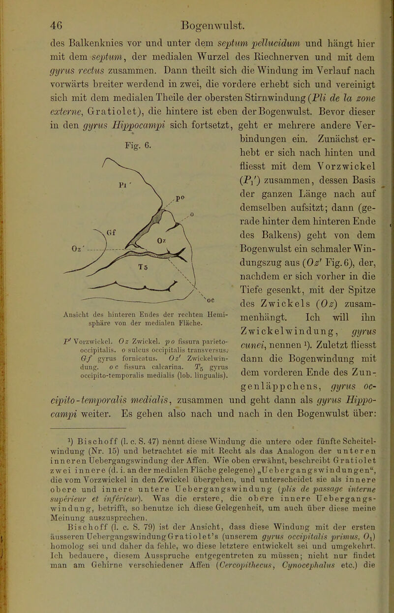 des Balkenknies vor und unter dem septum peUucidum und hängt hier mit dem septum, der medialen Wurzel des Riechnerven und mit dem gyrus redus zusammen. Dann theilt sich die Windung im Verlauf nach vorwärts breiter werdend in zwei, die vordere erhebt sich und vereinigt sich mit dem medialen Theile der obersten Stirnwindung (Fli de la sone externe, Gratiolet), die hintere ist eben derBogenwulst. Bevor dieser in den gyrus Hippocampi sich fortsetzt, geht er mehrere andere Ver- bindungen ein. Zunächst er- hebt er sich nach hinten und fliesst mit dem Vorzwickel (P/) zusammen, dessen Basis der ganzen Länge nach auf demselben aufsitzt; dann (ge- rade hinter dem hinteren Ende des Balkens) geht von dem Bogenwulst ein schmaler Win- dungszug aus {Oz' Fig. 6), der, nachdem er sich vorher in die Tiefe gesenkt, mit der Spitze des Zwickels {Os) zusam- menhängt. Ich will ihn Zwickelwindung, gyrus cunei, nennen i). Zuletzt fliesst dann die Bogenwindung mit dem vorderen Ende des Zun- genläppchens, gyrus oc- cipito-temporalis medialis, zusammen und geht dann als gyrus Hippo- campi weiter. Es gehen also nach und nach in den Bogenwulst über: 1) Bischoff (1. c. S. 47) nennt diese Wiudung die untere odei' fünfte Scheitel- windung (Nr. 15) und betrachtet sie mit Recht als das Analogen der unteren inneren Uebergangswindung der Affen. Wie oben erwähnt, beschreibt Gratiolet zwei innere (d. i. an der medialen Fläche gelegene) „Ucbergangswindungen, die vom Vorzwickel in den Zwickel übergehen, und unterscheidet sie als innere obere und innere untere Uebergangswindung de passage interne supcrieur et inferieur). Was die erstere, die obere innere Uebergangs- windung, betrifft, so benutze ich diese Gelegenheit, um auch über diese meine Meinung auszusprechen. Bisch off (1. c. S. 79) ist der Ansicht, dass diese Windung mit der ersten äusseren UebergangswindungGratiolet's (unserem gyrus occipitalis primus, Oj) homolog sei und daher da fehle, wo diese letztere entwickelt sei und umgekehrt. Ich bedauere, diesem Ausspruche entgegentreten zu müssen; nicht nur findet man am Gehirne verschiedener Affen [Cercopithecus, Cynocephalus etc.) die Fig. 6. Ansicht des hinteren Endes der reeliten Hemi- sphäre von der medialen Fläche. P'Vorzwickel. Zwickel, o fissuva parieto- occipitalis. o sulcus occipitalis transversus. 6f gyrus f'ornicntus. Oz' Zwickelwin- dung. 0 c fissura calcarina. gyrus occipito-temporalis medialis (lob. lingualis).