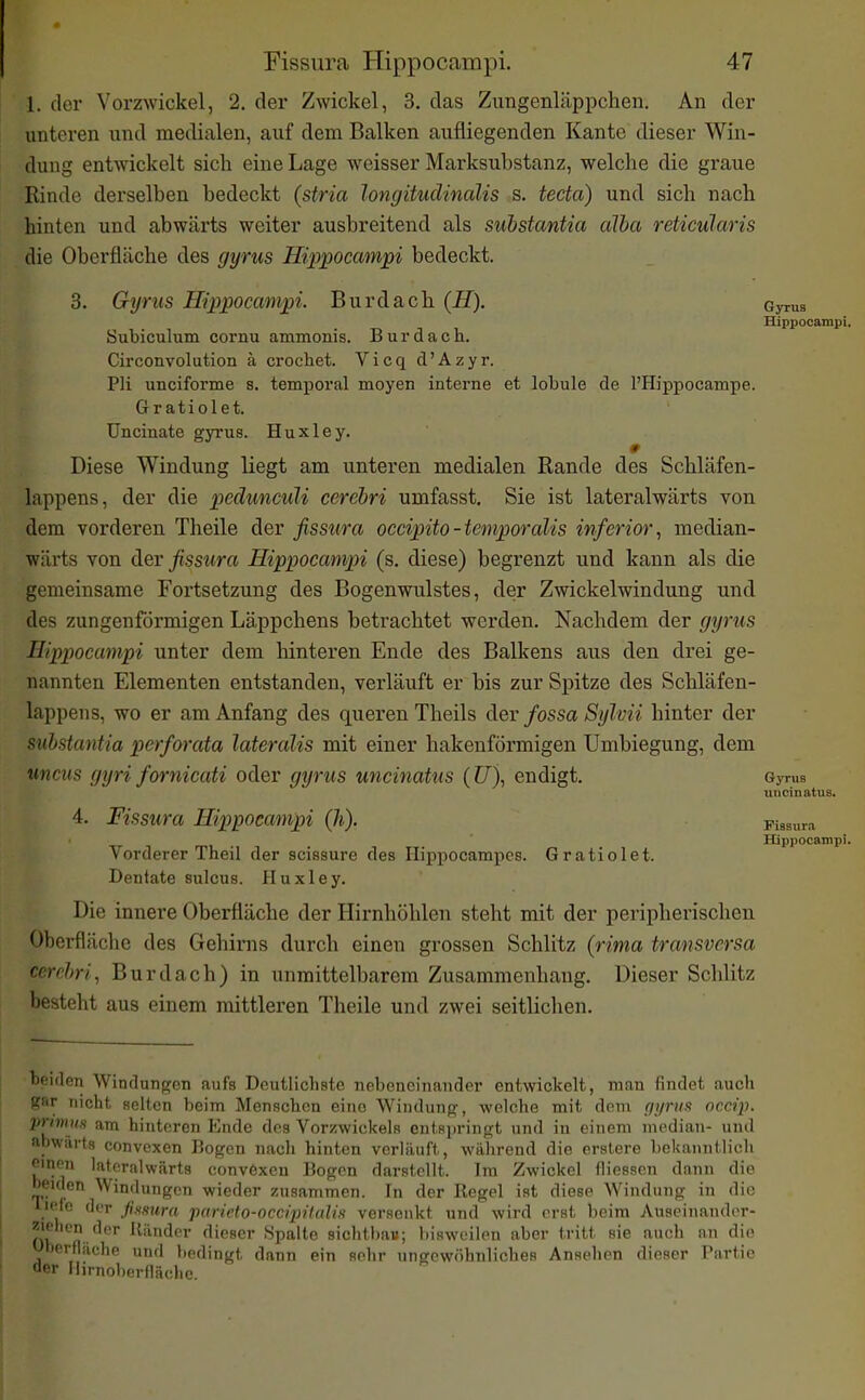 1. der Vorzwickel, 2. der Zwickel, 3. das Zungenläppchen. An der unteren und metlialeu, auf dem Balken aufliegenden Kante dieser Win- dung entwickelt sich eine Lage weisser Marksubstanz, welche die graue Rinde derselben bedeckt (stria longituclinalis s. tecta) und sich nach hinten und abwärts weiter ausbreitend als suhstantia alba reticularis die Oberfläche des gyrus Hi^jpocampi bedeckt. 3. Gyrus Hippocampi. Burdach (H). Gyrus Hippocampi. Subiculum cornu ammonis. Burdach. Circonvolution ä crochet. Vicq d'Azyr. Pli unciforme s. temporal moyen interne et lobule de l'Hippocampe. Gratiolet. üncinate gyi'us. Huxley. r Diese Windung liegt am unteren medialen Rande des Schläfen- lappens, der die pedunculi cerehri umfasst, Sie ist lateralwärts von dem vorderen Theile der fissura occipito-temporalis inferior, median- wäi'ts von der fissiira Hippocampi (s. diese) begrenzt und kann als die gemeinsame Fortsetzung des Bogenwulstes, der Zwickelwindung und des zungenförmigen Läppchens betrachtet werden. Nachdem der gyrus Hippocampi unter dem hinteren Ende des Balkens aus den drei ge- nannten Elementen entstanden, verläuft er bis zur Spitze des Schläfen- lappens, wo er am Anfang des queren Theils iev fossa Sylvii hinter der suhstantia perforata lateralis mit einer hakenförmigen Umbiegung, dem uncus gyri fm'nicati oder gyrtis uncinatus (Z7), endigt. Gyrus uncinatus. 4. Fissura Hippocampi (h). Fissura Hippocampi. Vorderer Theil der scissure des Hippocampes. Gratiolet. Dentate sulcus. Huxley, Die innere Oberfläche der Hirnhöhlen steht mit der peripherischen Oberfläche des Gehirns durch einen grossen Schlitz (rima transversa cerehri., Burdach) in unmittelbarem Zusammenhang. Dieser Schlitz besteht aus einem mittleren Theile und zwei seitlichen. beiden Windunoron aufs Deutlichste nebeneinander entwickelt, man findet auch gar nicht selten beim Menschen eine Windung, welche mit dem gyrus occip. primim am hinteren Ende des Vorzwickels entspringt und in einem median- und abwärts convexen Bogen nach hinten verläuft,, wiilirend die erstere bekanntlich einen lateralwärts convöxcn Bogen darstellt. Im Zwickel fiiesscn dann die neiden Windungen wieder zusammen. In der Regel ist diese Windung in die I if'lo der fusura parieto-occrpitalis versenkt und wird erst beim Auseinandcr- m n -flieser Spalte sichtbau; l)isweilen aber tritt sie auch an die 'Jbeifliiche und l)edingt dann ein sehr ungewöhnliches Ansehen dieser Partie '1er Mirnoberlläche.