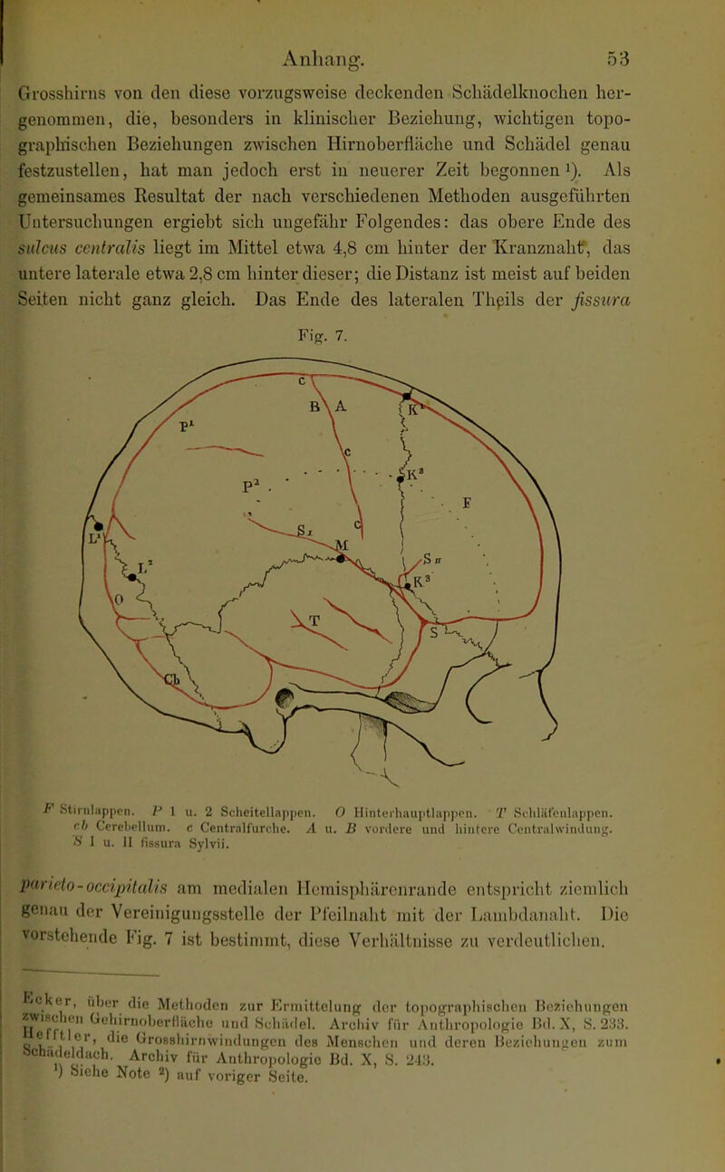 Grosshirns von den diese vorzugsweise deckenden Scliädelknochen her- genommen, die, besonders in klinischer Beziehung, wichtigen topo- graphischen Beziehungen zwischen Hirnoberfläche und Schädel genau festzustellen, hat man jedoch erst in neuerer Zeit begonnen i). Als gemeinsames Resultat der nach verschiedenen Methoden ausgeführten Untersuchungen ergiebt sich ungefähr Folgendes: das obere Ende des sulcus centralis liegt im Mittel etwa 4,8 cm hinter der Kranznahtf, das untere laterale etwa 2,8 cm hinter dieser; die Distanz ist meist auf beiden Seiten nicht ganz gleich. Das Ende des lateralen Thpils der fissura Fig. 7. F Stirnliippen. P 1 u. 2 Scheitellappen. 0 Hinteihauptlappcn. T Scliliilcnlappen. r.h Cercbcllum. c Centraifurche. A \x. B vordere und liintere Cciitralwindung. f< I 11. II fissura Sjivii. parieto-occipitalis am medialen Hemisphärenrande entspricht ziemlich genau der Vereinigungsstelle der Pfeilnaht mit der Lambdanaht. Die vorstehende Fig. 7 ist bestimmt, diese Verhältnisse zu verdeutlichen. Ecker, über die Methoden zur Ermittelung der topographischen Beziehungen WiHcheii üehirnoherlHiche und Schii.lG]. Arcliiv für Anthropologie Bd. X, S. 233. <j 1 1*^1'' ^i'**8hirnwindungeu des Mensuhcn und deren Beziehungen zum acha, eldaeh. Archiv für Anthroi)ologie Bd. X, S. 243. ) blühe Note 2) auf voriger Seite.