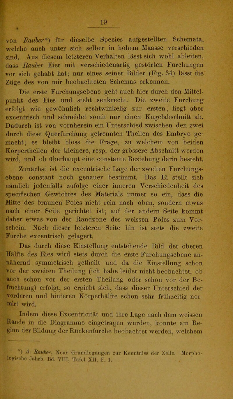 von Bmiber*) für dieselbe Speeles aufgestellten Schemata, welche auch unter sich selber in hohem Maasse verschieden sind. Aus diesem letzteren Verhalten lässt sich wohl ableiten, dass Baiiber Eier mit verschiedenartig gestörten Furchungen vor sich gehabt hat-, nur eines seiner Bilder (Fig. 34) lässt die Züge des von mir beobachteten Schemas erkennen. Die erste Furchungsebene geht auch hier durch den Mittel- punkt des Eies und steht senkrecht. Die zweite Furchung erfolgt wie gewöhnlich rechtwinkelig zur ersten, liegt aber excentrisch und schneidet somit nur einen Kugelabschnitt ab. Dadurch ist von vornherein ein Unterschied zwischen den zwei durch diese Querfurchung getrennten Theilen des Embryo ge- macht; es bleibt bloss die Frage, zu welchem von beiden Körpertheilen der kleinere, resp. der grössere Abschnitt werden wird, imd ob überhaupt eine constante Beziehung darin besteht. Zunächst ist die excentrische Lage der zweiten Furchungs- ebene constant noch genauer bestimmt. Das Ei stellt sich nämüch jedenfalls zufolge einer inneren Verschiedenheit des specifischen Gewichtes des Materials immer so ein, dass die Mitte des braunen Poles nicht rein nach oben, sondern etwas nach einer Seite gerichtet ist; auf der andern Seite kommt daher etwas von der Randzone des weissen Poles zum Vor- schein. Nach dieser letzteren Seite hin ist stets die zweite Furche excentrisch gelagert. Das durch diese Einstellung entstehende Bild der oberen Hälfte des Eies wird stets durch die erste Furchungsebene an- nähernd symmetrisch getheilt und da die Einstellung schon vor der zweiten Theilung (ich habe leider nicht beobachtet, ob auch schon vor der ersten Theilung oder schon vor der Be- fruchtung) erfolgt, so ergiebt sich, dass dieser Unterschied der vorderen und hinteren Körperhälfte schon sehr frühzeitig nor- rnirt wird. Indem diese Excentricität und ihre Lage nach dem weissen Rande in die Diagramme eingetragen wurden, konnte am Be- ginn der Bildung der Rückenfurche beobachtet werden, welchem A. Liauhrr^ Neue (ininrllegiingen zur Kenntniss der Zelle. Morpho- logische Jaiirb. Bd. VIII, Tafel XII, F. I.