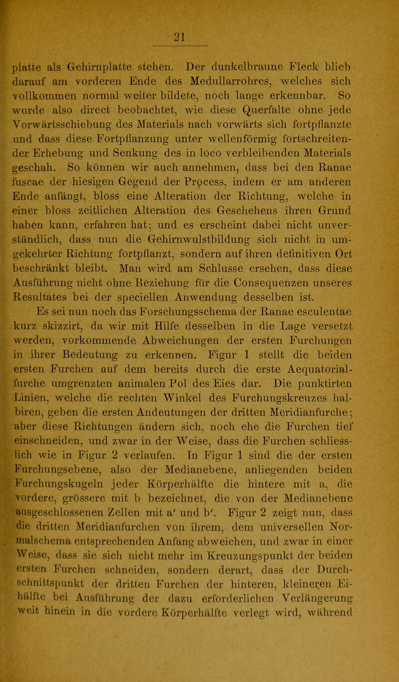 platte als Gehirnplatte stehen. Der dunkelbraune Fleck blieb darauf am vorderen Ende des Medullarrohres, welches sich \ ollkommen normal Aveiter bildete, noch lange erkennbar. So wurde also direct beobachtet, wie diese Querfalte ohne jede Vorwärtsschiebung des Materials nach vorwärts sich fortpflanzte und dass diese Fortpflanzung unter wellenförmig fortschreiten- der Erhebung und Senkung des in loco verbleibenden Materials geschah. So können wir auch annehmen, dass bei den Ranae fuscae der hiesigen Gegend der Prpcess, indem er am anderen Ende anfängt, bloss eine Alteration der Richtung, welche in einer bloss zeitlichen Alteration des Geschehens ihren Grund haben kann, erfahren hat; und es erscheint dabei nicht unver- ständlich, dass nun die Gehirnwulstbildung sich nicht in um- gekehrter Richtung fortpflanzt, sondern auf ihren definitiven Ort beschränkt bleibt. Man wird am Schlüsse ersehen, dass diese Ausführung nicht ohne Beziehung für die Consequenzen unseres Resultates bei der speciellen Anwendung desselben ist. Es sei nun noch das Forschungsschema der Ranae esculentae kurz skizzirt, da wir mit Hilfe desselben in die Lage versetzt werden, vorkommende Abweichungen der ersten Furchungen in ihrer Bedeutung zu erkennen. Figm- 1 stellt die beiden ersten Furchen auf dem bereits durch die erste Aequatorial- furche umgrenzten animalen Pol des Eies dar. Die punktirten Linien, welche die rechten Winkel des Furchungskreuzes hal- biren, geben die ersten Andeutungen der dritten Meridianfurche; aber diese Richtungen ändern sich, noch ehe die Furchen tief einschneiden, und zwar in der Weise, dass die Furchen schliess- lich wie in Figur 2 verlaufen. In Figur 1 sind die der ersten Furchungsebene, also der Medianebene, anliegenden beiden Kurchungskugeln jeder Körperhälfte die hintere mit a, die vordere, grössere mit b bezeichnet, die von der Medianebene fiusgeschlossenen Zellen mit a' und b'. Figur 2 zeigt nun, dass die dritten Meridianfurchen von ihrem, dem universellen Nor- inalschema entsprechenden Anfang abweichen, und zwar in einer Weise, dass sie sich nicht mehr im Kreuzungspunkt der beiden ersten Furchen schneiden, sondern derart, dass der Durch- schnittspunkt der dritten Furchen der hinteren, kleineren Ei- hälfte bei Ausführung der dazu erforderlichen Verlängerung weit hinein in die vordere Körperhälfte verlegt wird, während