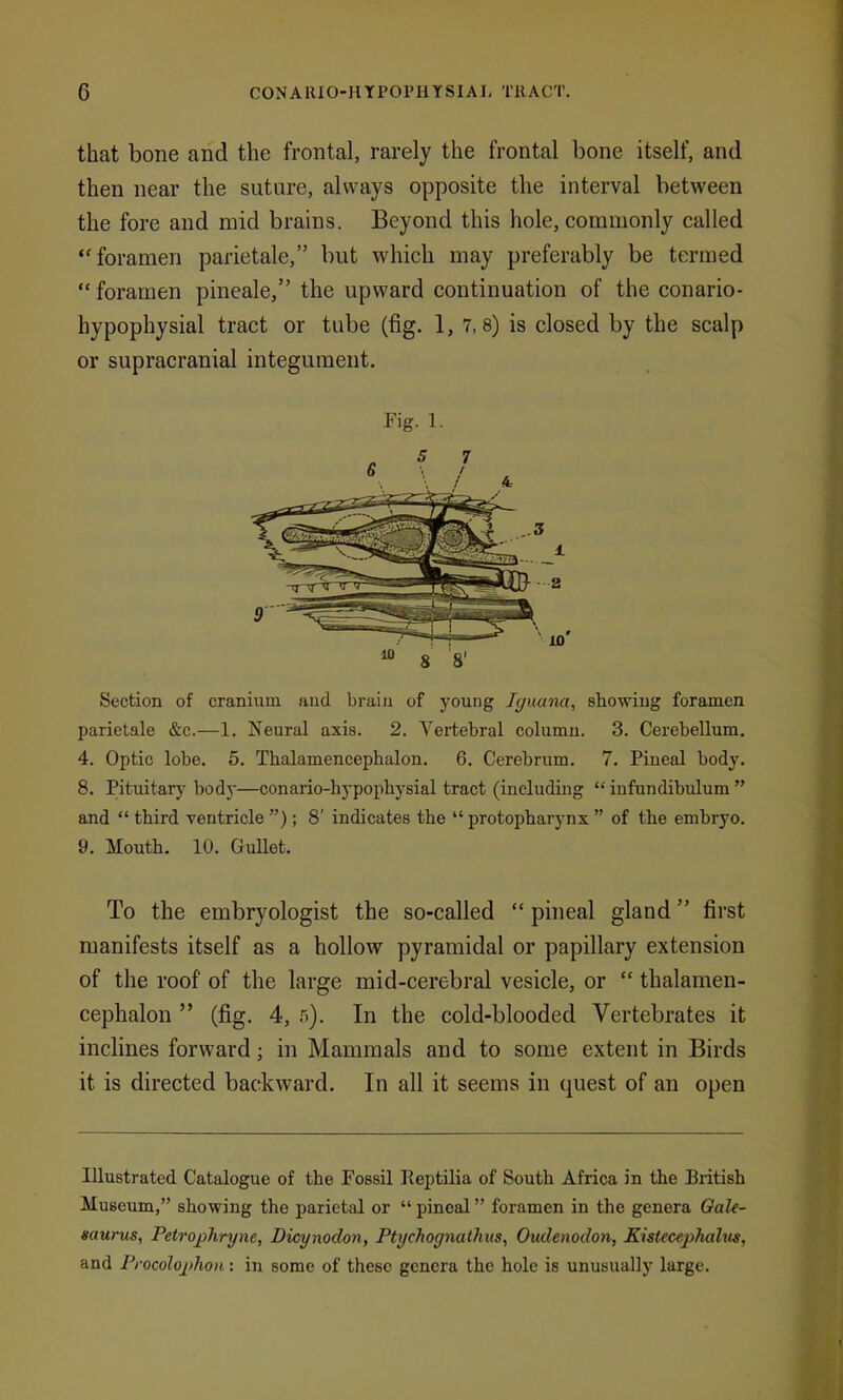 that bone and the frontal, rarely the frontal bone itself, and then near the suture, always opposite the interval between the fore and mid brains. Beyond this hole, commonly called •'foramen parietale, but which may preferably be termed  foramen pineale, the upward continuation of the conario- hypophysial tract or tube (fig. 1, 7,8) is closed by the scalp or supracranial integument. Fig. 1. Section of cranium and brain of young Iguana, showing foramen parietale &c.—1. Neural axis. 2. Vertebral column. 3. Cerebellum. 4. Optic lobe. 5. Thalamencephalon. 6. Cerebrum. 7. Pineal body. 8. Pituitary body—conario-hypophysial tract (including  infundibulum  and  third ventricle ); 8' indicates the  protopharynx  of the embryo. 9. Mouth. 10. GuUet. To the embryologist the so-called  pineal gland first manifests itself as a hollow pyramidal or papillary extension of the roof of the large mid-cerebral vesicle, or  thalamen- cephalon  (fig. 4, 5). In the cold-blooded Vertebrates it inclines forward; in Mammals and to some extent in Birds it is directed backward. In all it seems in quest of an open Illustrated Catalogue of the Possil Keptilia of South Africa in the British Museum, showing the parietal or  pineal foramen in the genera Qale- saurus, Petrophryne, Dicynoclon, Ptychognathus, Oudenodon, Kistecephalus, and Procolojiihon: in some of these genera the hole is unusually large.