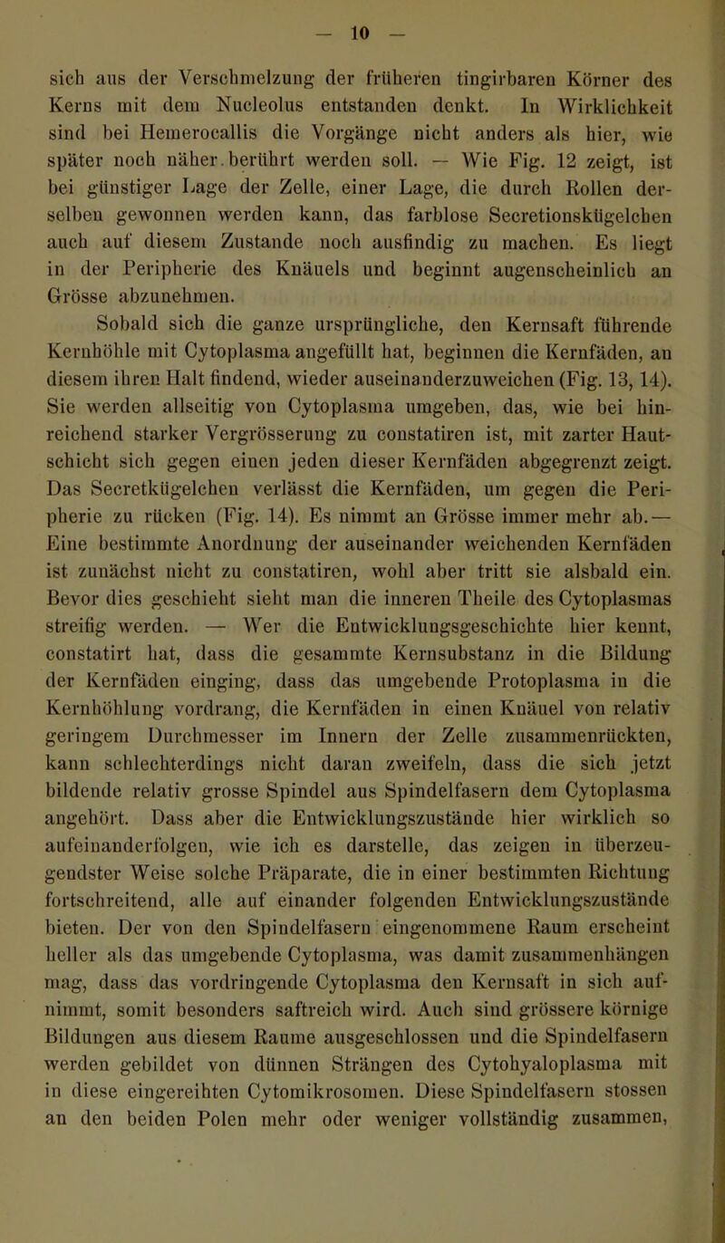 sich aus der Verschmelzung der früheren tingirbaren Körner des Kerns mit dem Nucleolus entstanden denkt. In Wirklichkeit sind bei Hemerocallis die Vorgänge nicht anders als hier, wie später noch näher. berührt werden soll. — Wie Fig. 12 zeigt, ist bei günstiger Lage der Zelle, einer Lage, die durch Rollen der- selben gewonnen werden kann, das farblose Secretionskiigelcben auch auf diesem Zustande noch ausfindig zu machen. Es liegt in der Peripherie des Knäuels und beginnt augenscheinlich an Grösse abzunehmen. Sobald sich die ganze ursprüngliche, den Kernsaft führende Kernhöhle mit Cytoplasma angefüllt hat, beginnen die Kernfäden, an diesem ihren Halt findend, wieder auseinanderzuweichen (Fig. 13,14). Sie werden allseitig von Cytoplasma umgeben, das, wie bei hin- reichend starker Vergrösserung zu constatiren ist, mit zarter Haut- schicht sich gegen einen jeden dieser Kernfäden abgegrenzt zeigt. Das Secretkiigelchen verlässt die Kernfäden, um gegen die Peri- pherie zu rücken (Fig. 14). Es nimmt an Grösse immer mehr ab.— Eine bestimmte Anordnung der auseinander weichenden Kernfäden ist zunächst nicht zu constatiren, wohl aber tritt sie alsbald ein. Bevor dies geschieht sieht man die inneren Theile des Cytoplasmas streifig werden. — Wer die Entwicklungsgeschichte hier kennt, constatirt hat, dass die gesammte Kernsubstanz in die Bildung der Kernfäden einging, dass das umgebende Protoplasma in die Kernhöhlung vordrang, die Kernfäden in einen Knäuel von relativ geringem Durchmesser im Innern der Zelle zusammenrückten, kann schlechterdings nicht daran zweifeln, dass die sich jetzt bildende relativ grosse Spindel aus Spindelfasern dem Cytoplasma angehört. Dass aber die Entwicklungszustände hier wirklich so aufeinanderfolgen, wie ich es darstelle, das zeigen in überzeu- gendster Weise solche Präparate, die in einer bestimmten Richtung fortschreitend, alle auf einander folgenden Entwicklungszustände bieten. Der von den Spindelfasern eingenommene Raum erscheint heller als das umgebende Cytoplasma, was damit Zusammenhängen mag, dass das vordringende Cytoplasma den Kernsaft in sich auf- nimmt, somit besonders saftreich wird. Auch sind grössere körnige Bildungen aus diesem Raume ausgeschlossen und die Spindelfasern werden gebildet von dünnen Strängen des Cytohyaloplasma mit in diese eingereihten Cytomikrosomen. Diese Spiudelfascru stossen an den beiden Polen mehr oder weniger vollständig zusammen,