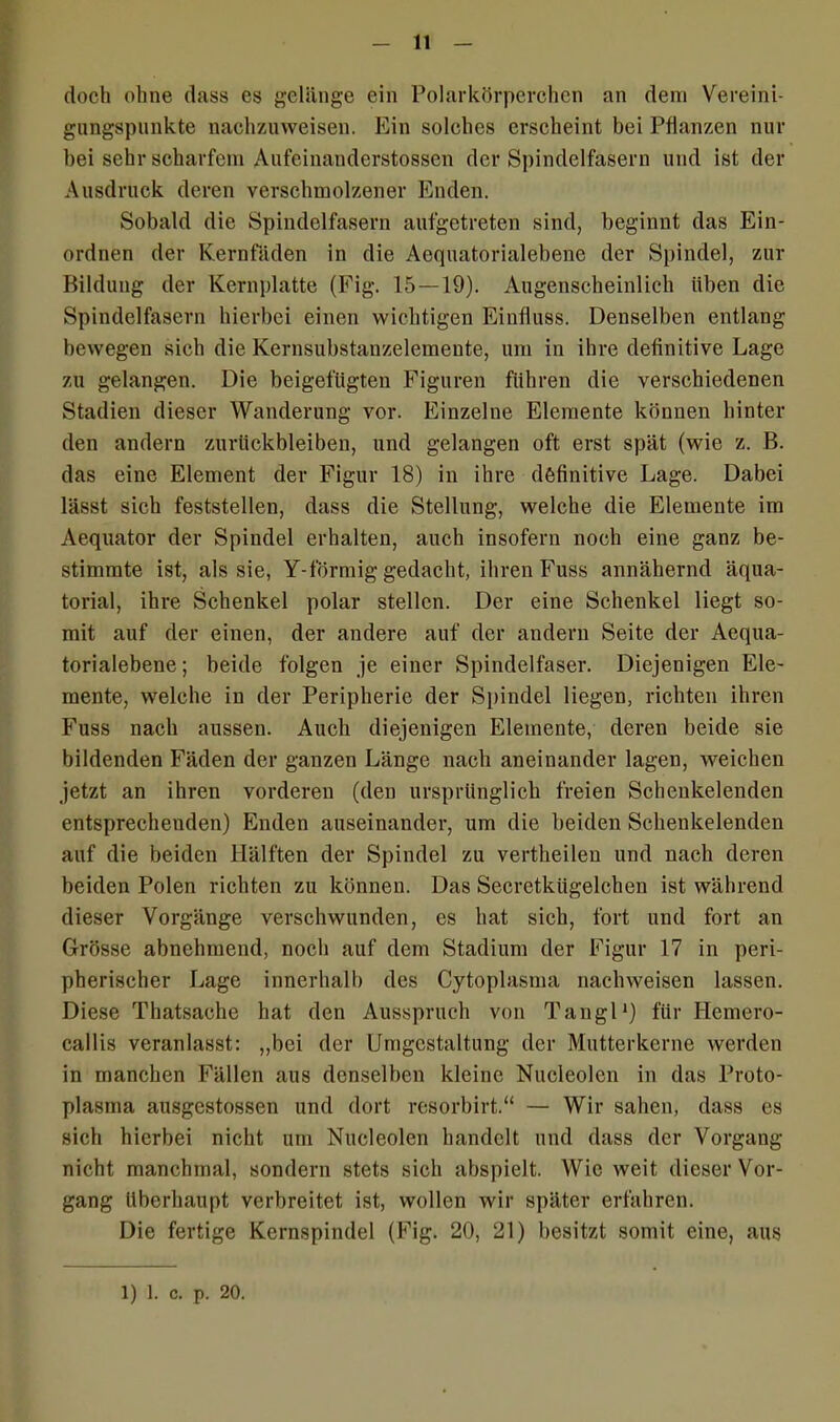 doch ohne dass es gelänge ein Polarkörperchcn an dem Vereini- gungspunkte nachzuweisen. Ein solches erscheint bei Pflanzen nur hei sehr scharfem Aufeinanderstossen der Spindelfasern und ist der Ausdruck deren verschmolzener Enden. Sobald die Spindelfasern aufgetreten sind, beginnt das Ein- ordnen der Kernfäden in die Aequatorialebene der Spindel, zur Bildung der Kernplatte (Fig. 15 — 19). Augenscheinlich üben die Spindelfasern hierbei einen wichtigen Einfluss. Denselben entlang bewegen sich die Kernsubstanzelemente, um in ihre definitive Lage zu gelangen. Die beigefügten Figuren führen die verschiedenen Stadien dieser Wanderung vor. Einzelne Elemente können hinter den andern Zurückbleiben, und gelangen oft erst spät (wie z. B. das eine Element der Figur 18) in ihre definitive Lage. Dabei lässt sich feststellen, dass die Stellung, welche die Elemente im Aequator der Spindel erhalten, auch insofern noch eine ganz be- stimmte ist, als sie, Y-förmig gedacht, ihren Fuss annähernd äqua- torial, ihre Schenkel polar stellen. Der eine Schenkel liegt so- mit auf der einen, der andere auf der andern Seite der Aequa- torialebene ; beide folgen je einer Spindelfaser. Diejenigen Ele- mente, welche in der Peripherie der Spindel liegen, richten ihren Fuss nach aussen. Auch diejenigen Elemente, deren beide sie bildenden Fäden der ganzen Länge nach aneinander lagen, weichen jetzt an ihren vorderen (den ursprünglich freien Schenkelenden entsprechenden) Enden auseinander, um die beiden Schenkelenden auf die beiden Hälften der Spindel zu vertheilen und nach deren beiden Polen richten zu können. Das Secrctkügelehen ist während dieser Vorgänge verschwunden, es hat sich, fort und fort an Grösse abnehmend, noch auf dem Stadium der Figur 17 in peri- pherischer Lage innerhalb des Cytoplasma nachweisen lassen. Diese Thatsache hat den Ausspruch von Tangl1) für Ilemero- callis veranlasst: „bei der Umgestaltung der Mutterkerne werden in manchen Fällen aus denselben kleine Nucleolen in das Proto- plasma ausgestossen und dort resorbirt.“ — Wir sahen, dass es sich hierbei nicht um Nucleolen handelt und dass der Vorgang nicht manchmal, sondern stets sich abspielt. Wie weit dieser Vor- gang überhaupt verbreitet ist, wollen wir später erfahren. Die fertige Kernspindel (Fig. 20, 21) besitzt somit eine, aus