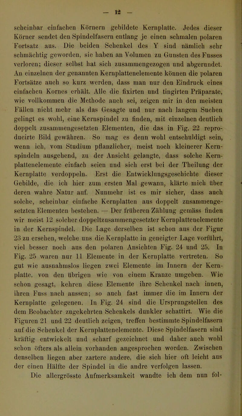 scheinbar einfachen Körnern gebildete Kernplatte. Jedes dieser Körner sendet den Spindelfasern entlang je einen schmalen polaren Fortsatz aus. Die beiden Schenkel des Y sind nämlich sehr schmächtig geworden, sie haben an Volumen zu Gunsten desFusses verloren; dieser selbst hat sich zusamraengezogen und abgerundet. An einzelnen der genannten Kernplattenelemente können die polaren Fortsätze auch so kurz werden, dass man nur den Eindruck eines einfachen Kornes erhält. Alle die fixirten und tingirten Präparate, wie vollkommen die Methode auch sei, zeigen mir in den meisten Fällen nicht mehr als das Gesagte und nur nach langem Suchen gelingt es wohl, eine Kernspindel zu finden, mit einzelnen deutlich doppelt zusammengesetzten Elementen, die das in Fig. 22 repro- ducirte Bild gewähren. So mag es denn wohl entschuldigt sein, wenn ich, vom Studium pflanzlicher, meist noch kleinerer Kern- spiudeln ausgehend, zu der Ansicht gelangte, dass solche Kern- plattenelemente einfach seien und sich erst bei der Theilung der Kernplatte verdoppeln. Erst die Entwicklungsgeschichte dieser Gebilde, die ich hier zum ersten Mal gewann, klärte mich über deren wahre Natur auf. Nunmehr ist es mir sicher, dass auch solche, scheinbar einfache Kernplatten aus doppelt zusammenge- setzten Elementen bestehen. — Der früheren Zählung gemäss finden wir meist 12 solcher doppeltzusammengesetzter Kernplattenelemente in der Kernspindel. Die Lage derselben ist schon aus der Figur 23 zu ersehen, welche uns die Kernplatte in geneigter Lage vorführt, viel besser noch aus den polaren Ansichten Fig. 24 und 25. In Fig. 25 waren nur 11 Elemente in der Kernplatte vertreten. So gut wie ausnahmslos liegen zwei Elemente im Innern der Kern- platte, von den übrigen wie von einem Kranze umgeben. Wie schon gesagt, kehren diese Elemente ihre Schenkel nach innen, ihren Fuss nach aussen; so auch fast immer die im Innern der Kernplatte gelegenen. In Fig. 24 sind die Ursprungstellen des dem Beobachter zugekehrten Schenkels dunkler schattirt. Wie die Figuren 21 und 22 deutlich zeigen, treffen bestimmte Spindelfasern auf die Schenkel der Kernplattenelemente. Diese Spindelfasern sind kräftig entwickelt und scharf gezeichnet und daher auch wohl schon öfters als allein vorhanden angesprochen worden. Zwischen denselben liegen aber zartere andere, die sich hier oft leicht aus der einen Hälfte der Spindel in die andre verfolgen lassen. Die allergrösste Aufmerksamkeit wandte ich dem nun fol-