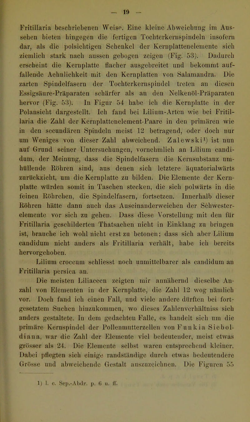 — 10 - Fritillaria beschriebenen Weise. Eine kleine Abweichung im Aus- sehen bieten hingegen die fertigen Tochterkernspindeln insofern dar, als die polsichtigen Schenkel der Kernplattenelemente sich ziemlich stark nach aussen gebogen zeigen (Fig. 53). Dadurch erscheint die Kernplatte flacher ausgebreitet und bekommt auf- fallende Aehnlichkeit mit den Kernplatten von Salamandra. Die zarten Spindelfasern der Tochterkernspindel treten an diesen Essigsäure-Präparaten schärfer als an den Nelkenöl-Präparaten hervor (Fig. 53). In Figur 54 habe ich die Kernplatte in der Polansicht dargestellt. Ich fand bei Lilium-Artcn wie bei Fritil- laria die Zahl der Kernplattenelement-Paare in den primären wie in den secundären Spindeln meist 12 betragend, oder doch nur um Weniges von dieser Zahl abweichend. Zalewski1) ist nun auf Grund seiner Untersuchungen, vornehmlich an Lilium candi- dum, der Meinung, dass die Spindelfasern die Kernsubstanz um- hüllende Röhren sind, aus denen sich letztere äquatorialwärts zurückzieht, um die Kernplatte zu bilden. Die Elemente der Kern- platte würden somit in Taschen stecken, die sich polwärts in die feinen Röhrchen, die Spindelfasern, fortsetzen. Innerhalb dieser Röhren hätte dann auch das Auseinanderweichen der Schwester- elemente vor sich zu gehen. Dass diese Vorstellung mit den für Fritillaria geschilderten Thatsachen nicht in Einklang zu bringen ist, brauche ich wohl nicht erst zu betonen; dass sich aber Lilium candidum nicht anders als Fritillaria verhält, habe ich bereits hervorgehoben. Lilium croceum schliesst noch unmittelbarer als candidum au Fritillaria persica an. Die meisten Liliaceen zeigten mir annähernd dieselbe An- zahl von Elementen in der Kernplatte, die Zahl 12 wog nämlich vor. Doch fand ich einen Fall, und viele andere dürften bei fort- gesetztem Suchen hinzukommen, wo dieses Zahlenverhältniss sich anders gestaltete. In dem gedachten Falle, es handelt sich um die primäre Kernspindel der Pollenmutterzellen von Funk ia Sicbol- diana, war die Zahl der Elemente viel bedeutender, meist etwas grösser als 24. Die Elemente selbst waren entsprechend kleiner. Dabei pflegten sich einige randständige durch etwas bedeutendere Grösse und abweichende Gestalt auszuzeichnen. Die Figuren 55