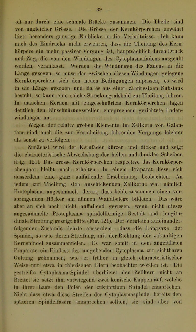 — 8» — oft nur durch eine schmale Brücke zusammen. Die Theile sind von ungleicher Grösse. Die Grösse der Kernkörperchen gewährt hier besonders günstige Einblicke in die Verhältnisse. Ich kann mich des Eindrucks nicht erwehren, dass die Theilung des Kern- körpers ein mehr passiver Vorgang ist, hauptsächlich durch Druck und Zug, die von den Windungen des Cytoplasmafadens ausgeübt werden, veranlasst. Werden die Windungen des Fadens in die Länge gezogen, so muss das zwischen diesen Windungen gelegene Kernkörperchen sich den neuen Bedingungen anpassen, es wird in die Länge gezogen und da es aus einer zähflüssigen Substanz besteht, so kann eine solche Streckung alsbald zur Theilung führen. In manchen Kernen mit eingeschnürtem Kerukörperchen lagen deutlich den Einschuürungsstellen entsprechend gerichtete Faden- windüngen an. Wegen der relativ groben Elemente im Zellkern von Galan- thus sind auch die zur Kerntheilung führenden Vorgänge leichter als sonst zu verfolgen. Zunächst wird der Kernfaden kürzer und dicker und zeigt die characteristische Abwechslung der hellen und dunklen Scheiben (Fig. 121). Das grosse Kerukörperchen respective das Kernkörper- cheupaar bleibt noch erhalten. In einem Präparat Hess sich ausserdem eine ganz auffallende Erscheinung beobachten. Au jedem zur Theilung sich auschickenden Zellkerne war nämlich Protoplasma angesammelt, derart, dass beide zusammen einen vor- springenden Höcker am dünnen Wandbelege bildeten. Das wäre aber an sich noch nicht auffallend gewesen, wenn nicht dieses angesammelte Protoplasma spindelförmige Gestalt und longitu- dinale Streifung gezeigt hätte (Fig. 121). Der Vergleich aufeinander- folgender Zustände lehrte ausserdem, dass die Längsaxe der Spindel, so wie deren Streifung, mit der Richtung der zukünftigen Kernspindel zusammenfielen. Es war somit in dem angeführten Präparate ein Einfluss des umgebenden Cytoplasma zur sichtbaren Geltung gekommen, wie er früher in gleich elmractcristischer Weise nur etwa in thierischen Eiern beobachtet worden ist. Die gestreifte Cytoplasma-Spindel üherbietet den Zellkern nicht an Breite, sie setzt ihm vorwiegend zwei konische Kappen auf, welche in ihrer Lage den Polen der zukünftigen Spindel entsprechen. Nicht dass etwa diese Streifen der Cytoplasmaspindel bereits den späteren Spindelfasern entsprechen sollten, sie sind aber von