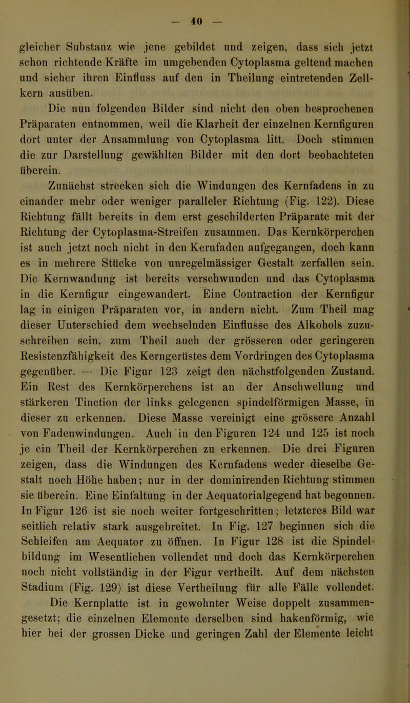 gleicher Substanz wie jene gebildet und zeigen, dass sich jetzt schon richtende Kräfte im umgebenden Cytoplasma geltend machen und sicher ihren Einfluss auf den in Theilung eintretenden Zell- kern ausüben. Die nun folgenden Bilder sind nicht den oben besprochenen Präparaten entnommen, weil die Klarheit der einzelnen Kernfiguren dort unter der Ansammlung von Cytoplasma litt. Doch stimmen die zur Darstellung gewählten Bilder mit den dort beobachteten überein. Zunächst strecken sich die Windungen des Kernfadens in zu einander mehr oder weniger paralleler Richtung (Fig. 122). Diese Richtung fällt bereits in dem erst geschilderten Präparate mit der Richtung der Cytoplasma-Streifen zusammen. Das Kernkörperchen ist auch jetzt noch nicht in den Kernfaden aufgegangen, doch kann es in mehrere Stücke von unregelmässiger Gestalt zerfallen sein. Die Kernwandung ist bereits verschwunden und das Cytoplasma in die Kernfigur eingewandert. Eine Contraction der Kernfigur lag in einigen Präparaten vor, in andern nicht. Zum Theil mag dieser Unterschied dem wechselnden Einflüsse des Alkohols zuzu- schreiben sein, zum Theil auch der grösseren oder geringeren Resistenzfähigkeit des Kerngerüstes dem Vordringen des Cytoplasma gegenüber. — Die Figur 123 zeigt den nächstfolgenden Zustand. Ein Rest des Kernkörperchens ist an der Anschwellung und stärkeren Tinction der links gelegenen spindelförmigen Masse, in dieser zu erkennen. Diese Masse vereinigt eine grössere Anzahl von Fadenwindungen. Auch in den Figuren 124 und 125 ist noch je ein Theil der Kernkörperchen zu erkennen. Die drei Figuren zeigen, dass die Windungen des Kernfadens weder dieselbe Ge- stalt noch Höhe haben; nur in der dominirenden Richtung stimmen sie überein. Eine Einfaltung in der Aequatorialgegend hat begonnen. In Figur 126 ist sie noch weiter fortgeschritten; letzteres Bild war seitlich relativ stark ausgebreitet. In Fig. 127 beginnen sich die Schleifen am Aequator zu öffnen. In Figur 128 ist die Spindel- bildung im Wesentlichen vollendet und doch das Kernkörperchen noch nicht vollständig in der Figur vertheilt. Auf dem nächsten Stadium (Fig. 129) ist diese Vertheilung für alle Fälle vollendet. Die Kernplatte ist in gewohnter Weise doppelt zusammen- gesetzt; die einzelnen Elemente derselben sind hakenförmig, wie hier bei der grossen Dicke und geringen Zahl der Elemente leicht