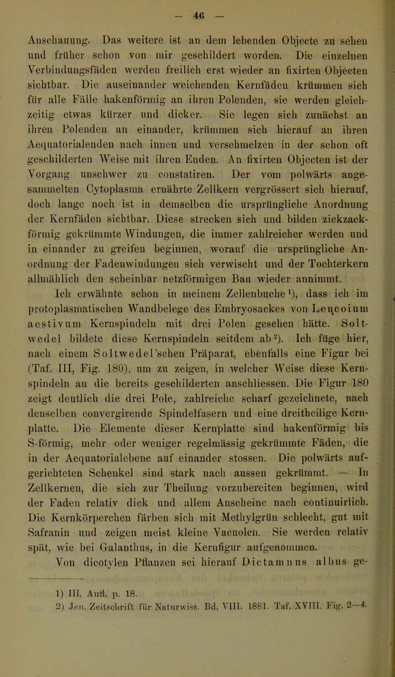 4« Anschauung-. Das weitere ist an dem lebenden Objecte zu sehen und früher schon von mir geschildert worden. Die einzelnen Verbindungsfäden werden freilich erst wieder an fixirten Objecten sichtbar. Die auseinander weichenden Kernfäden krümmen sich für alle Fälle hakenförmig an ihren Polenden, sie werden gleich- zeitig etwas kürzer und dicker. Sie legen sich zunächst an ihren Polenden an einander, krümmen sich hierauf an ihren Aequatorialenden nach innen und verschmelzen in der schon oft geschilderten Weise mit ihren Enden. An fixirten Objecten ist der Vorgang unschwer zu constatiren. Der vom polwärts ange- sammelten Cytoplasma ernährte Zellkern vergrössert sich hierauf, doch lange noch ist in demselben die ursprüngliche Anordnung der Kernfäden sichtbar. Diese strecken sich und bilden zickzack- förmig gekrümmte Windungen, die immer zahlreicher werden und in einander zu greifen beginnen, worauf die ursprüngliche An- ordnung der Fadenwindungen sich verwischt und der Tochterkern allmählich den scheinbar netzförmigen Ban wieder annimmt. Ich erwähnte schon in meinem Zellenbuchel), dass ich im protoplasmatischen Wandbelege des Embryosackes von Leu,coium aestivum Keruspiudeln mit drei Polen gesehen hätte. Solt- wedel bildete diese Kernspindeln seitdem ab2)- Ich füge hier, nach einem Soltwedel’schen Präparat, ebenfalls eine Figur bei (Taf. III, Fig. 180), um zu zeigen, in welcher Weise diese Kern- spindeln an die bereits geschilderten anschliessen. Die Figur 180 zeigt deutlich die drei Pole, zahlreiche scharf gezeichnete, nach denselben convergirende Spindelfasern und eine dreitheilige Kern- platte. Die Elemente dieser Kernplatte sind hakenförmig bis S-förmig, mehr oder weniger regelmässig gekrümmte Fäden, die in der Aequatorialebene auf einander stossen. Die polwärts auf- gerichteten Schenkel sind stark nach aussen gekrümmt. — In Zellkernen, die sich zur Theilung vorzubereiten beginnen, wird der Faden relativ dick und allem Anscheine nach coutinuirlicb. Die Kernkörperchen färben sich mit Methylgrün schlecht, gut mit Safranin und zeigen meist kleine Vacuolen. Sie werden relativ spät, wie bei Galanthus, in die Kernfigur aufgenonnnen. Von dicotyleu Pflanzen sei hierauf Dictamnus albus ge- 1) III. Auü. p. 18.