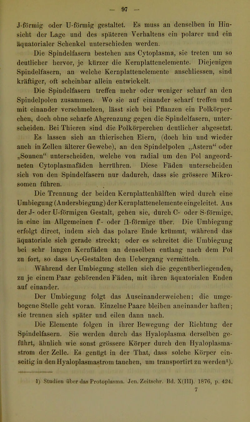 J-förmig oder U-förmig gestaltet. Es muss an denselben in Hin- sicht der Lage und des späteren Verhaltens ein polarer und ein äquatorialer Schenkel unterschieden werden. Die Spindelfasern bestehen aus Cytoplasma, sie treten um so deutlicher hervor, je kürzer die Kernplattenelemente. Diejenigen Spindelfasern, an welche Kernplattenelemente anschliessen, sind kräftiger, oft scheinbar allein entwickelt. Die Spindelfasern treffen mehr oder weniger scharf an den Spindelpolen zusammen. Wo sie auf einander scharf treffen und mit einander verschmelzen, lässt sich bei Pflanzen ein Polkörper- chen, doch ohne scharfe Abgrenzung gegen die Spindelfasern, unter- scheiden. Bei Thieren sind die Polkörperchen deutlicher abgesetzt. Es lassen sich an thierischen Eiern, (doch hin und wieder auch in Zellen älterer Gewebe), an den Spindelpolen „Astern“ oder „Sonnen“ unterscheiden, welche von radial um den Pol angeord- neten Cytoplasmafäden herriihren. Diese Fäden unterscheiden sich von den Spindelfasern nur dadurch, dass sie grössere Mikro- somen führen. Die Trennung der beiden Kernplattenhälften wird durch eine Umbiegung (Andersbiegung) der Kernplattenelemente eingeleitet. Aus der J- oder U-förmigen Gestalt, gehen sie, durch C- oder S-förmige, in eine im Allgemeinen f- oder ü-förmige über. Die Umbiegung erfolgt direct, indem sich das polare Ende krümmt, während das äquatoriale sich gerade streckt; oder es schreitet die Umbiegung bei sehr langen Kernfäden an denselben entlang nach dem Pol zu fort, so dass 1/yGestalten den Uebergang vermitteln. Während der Umbiegung stellen sich die gegenüberliegenden, zu je einem Paar gehörenden Fäden, mit ihren äquatorialen Enden auf einander. Der Umbiegung folgt das Auseinanderweichen; die umge- bogene Stelle geht voran. Einzelne Paare bleiben aneinander haften; sie trennen sich später und eilen dann nach. Die Elemente folgen in ihrer Bewegung der Richtung der Spindelfasern. Sie werden durch das Hyaloplasma derselben ge- führt, ähnlich wie sonst grössere Körper durch den Hyaloplasma- strom der Zelle. Es genügt in der That, dass solche Körper ein- seitig in den Hyaloplasmastrom tauchen, um transportirt zu werden1). 1) Studien über das Protoplasma. Jeu. Zeitscbr. Bd. X(III), 187G, p. 424. 7