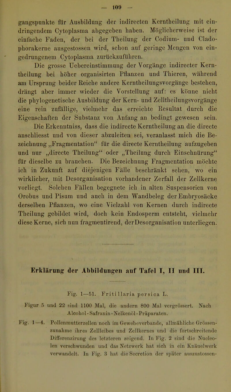 gangspunkte für Ausbildung der indirecten Kerntheilung mit ein- dringendem Cytoplasma abgegeben haben. Möglicherweise ist der einfache Faden, der bei der Theilung der Codium- und Clado- phorakerne ausgestossen wird, schon auf geringe Mengen von ein- gedrungenem Cytoplasma zurückzuführen. Die grosse Uebereinstimmung der Vorgänge indirecter Kern- theilung bei höher organisirten Pflanzen und Thieren, während am Ursprung beider Reiche andere Kerntheilungsvorgänge bestehen, drängt aber immer wieder die Vorstellung auf: es könne nicht die phylogenetische Ausbildung der Kern- und Zelltheilungsvorgänge eine rein zufällige, vielmehr das erreichte Resultat durch die Eigenschaften der Substanz von Anfang an bedingt gewesen sein. Die Erkenntniss, dass die indirecte Kerntheilung an die directe anschliesst und von dieser abzuleiten sei, veranlasst mich die Be- zeichnung „Fragmentation“ für die directe Kerntheilung aufzugeben und nur „directe Theilung“ oder „Theilung durch Einschnürung“ für dieselbe zu brauchen. Die Bezeichnung Fragmentation möchte ich in Zukunft auf diejenigen Fälle beschränkt sehen, wo ein wirklicher, mit Desorganisation vorhandener Zerfall der Zellkerne vorliegt. Solchen Fällen begegnete ich in alten Suspensorien von Orobus und Pisum und auch in dem Wandbeleg der Embryosäcke derselben Pflanzen, wo eine Vielzahl von Kernen durch indirecte Theilung gebildet wird, doch kein Endosperm entsteht, vielmehr diese Kerne, sich nun fragmentirend, der Desorganisation unterliegen. Erklärung der Abbildungen auf Tafel I, II mul III. Fig. 1—51. Fritillaria persica L. Figur 5 und 22 sind 1100 Mal, die andern 800 Mal vergrössert. Nach Alcohol - Safranin - Nelkenöl - Präparaten. Fig. 1 —4. Pollenmutterzellen noch im Gewebeverbande, allmähliche Grössen- zunahme ihres Zellleibes und Zellkernes und die fortschreitende Differenzirung des letzteren zeigend. In Fig. 2 sind die Nucleo- len verschwunden und das Netzwerk hat sich in ein Knäuelwerk