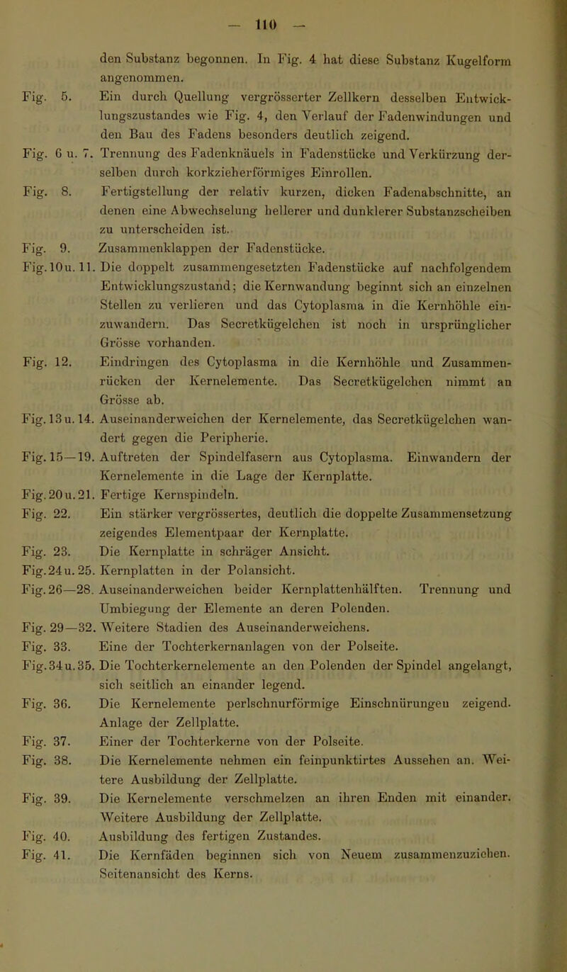den Substanz begonnen. In Fig. 4 hat diese Substanz Kugelform angenommen. Fig. 5. Ein durch Quellung vergrösserter Zellkern desselben Entwick- lungszustandes wie Fig. 4, den Verlauf der Fadenwindungen und den Bau des Fadens besonders deutlich zeigend. Fig. G u. 7. Trennung des Fadenknäuels in Fadenstücke und Verkürzung der- selben durch korkzieherfönniges Einrollen. Fig. 8. Fertigstellung der relativ kurzen, dicken Fadenabschnitte, an denen eine Abwechselung hellerer und dunklerer Substanzscheiben zu unterscheiden ist. Fig. 9. Zusammenklappen der Fadenstücke. Fig. lOu. 11. Die doppelt zusammengesetzten Fadenstücke auf nachfolgendem Entwicklungszustand; die Kernwandung beginnt sich an einzelnen Stellen zu verlieren und das Cytoplasma in die Kernhöhle ein- zuwandern. Das Secretkügelchen ist noch in ursprünglicher Grösse vorhanden. Fig. 12. Eindringen des Cytoplasma in die Kernhöhle und Zusammen- rücken der Kernelemente. Das Secretkügelchen nimmt an Grösse ab. Fig. 13 u. 14. Auseinanderweichen der Kernelemente, das Secretkügelchen wan- dert gegen die Peripherie. Fig. 15—19. Auftreten der Spindelfasern aus Cytoplasma. Einwandern der Kernelemente in die Lage der Kernplatte. Fig. 20 u. 21. Fertige Kernspindeln. Fig. 22. Ein stärker vergrössertes, deutlich die doppelte Zusammensetzung zeigendes Elementpaar der Kernplatte. Fig. 23. Die Kernplatte in schräger Ansicht. Fig. 24 u. 25. Kernplatten in der Polansicht. Fig. 26—28. Auseinanderweichen beider Kernplattenhälfteu. Trennung und Umbiegung der Elemente an deren Polenden. Fig. 29—32. Weitere Stadien des Auseinanderweichens. Fig. 33. Eine der Tochterkernanlagen von der Polseite. Fig.34u. 35. Die Tochterkernelemente an den Polenden der Spindel angelangt, sich seitlich an einander legend. Fig. 36. Die Kernelemente perlschnurförmige Einschnürungeu zeigend. Anlage der Zellplatte. Fig. 37. Einer der Tochterkerne von der Polseite. Fig. 38. Die Kernelemente nehmen ein feinpunktirtes Aussehen an. Wei- tere Ausbildung der Zellplatte. Fig. 39. Die Kernelemente verschmelzen an ihren Enden mit einander. Weitere Ausbildung der Zellplatte. Fig. 40. Ausbildung des fertigen Zustandes. Fig. 41. Die Kernfäden beginnen sich von Neuem zusammenzuziehen. Seitenansicht des Kerns.