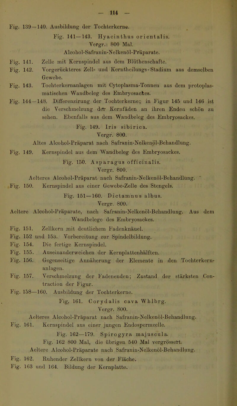 Fig. 139 — 140. Ausbildung der Tochterkerne. Fig. 141—143. Hyacinthus orientalis. Vergr.: 800 Mal. Alcohol-Safranin-Nelkenöl-Präparate. Fig. 141. Zelle mit Kernspindel aus dem Blüthenschafte. Fig. 142. Vorgerückteres Zell- und Kernthcilungs-Stadium aus demselben Gewebe. Fig. 143. Tochterkernanlagen mit Cytoplasma-Tonnen aus dem protoplas- matischen Wandbeleg des Embryosackes. Fig. 144—148. Differenzirung der Tochterkerne; in Figur 145 und 146 ist die Verschmelzung dctr Kernfäden an ihren Enden schön zu sehen. Ebenfalls aus dem Wandbeleg des Embryosackes. Fig. 149. Iris sibirica. Vergr. 800. Altes Alcohol-Präparat nach Safranin-Nelkenöl-Behandlung. Fig. 149. Kernspindel aus dem Wandbeleg des Embryosackes. Fig. 150. Asparagus officinalis. Vergr. 800. Aelteres Alcohol-Präparat nach Safranin-Nelkenöl-Behandlung. Fig. 150. Kernspindel aus einer Gewebe-Zelle des Stengels. Fig. 151 —160. Dictamnus albus. Vergr. 800. Aeltere Alcohol-Präparate, nach Safranin-Nelkenöl-Behandlung. Aus dem Wandbelegc des Embryosackes. Fig. 151. Zellkern mit deutlichem Fadenknäuel. Fig. 152 und 15a. Vorbereitung zur Spindelbildung. Fig. 154. Die fertige Kernspindel. Fig. 155. Auseinanderweichen der Kernplattenhälften. Fig. 156. Gegenseitige Annäherung der Elemente in den Tochterkern- anlagen. Fig. 157. Verschmelzung der Fadenenden; Zustand der stärksten Con- tractiou der Figur. Fig. 158—160. Ausbildung der Tochterkerne. Fig.. 161. Corydalis cava Whlbrg. Vergr. 800. Aelteres Alcohol-Präparat nach Safranin-Nelkenöl-Behandlung. Fig. 161. Kernspindel aus einer jungen Endospermzelle. Fig. 162—179. Spirogyra majuscula. Fig. 162 800 Mal, die iibrigeu 540 Mal vergrössert. Aeltere Alcohol-Präparate nach Safranin-Nelkenöl-Behandlung. Fig. 162. Ruhender Zellkern von der Fläche. Fig. 163 und 164. Bildung der Kernplatte.