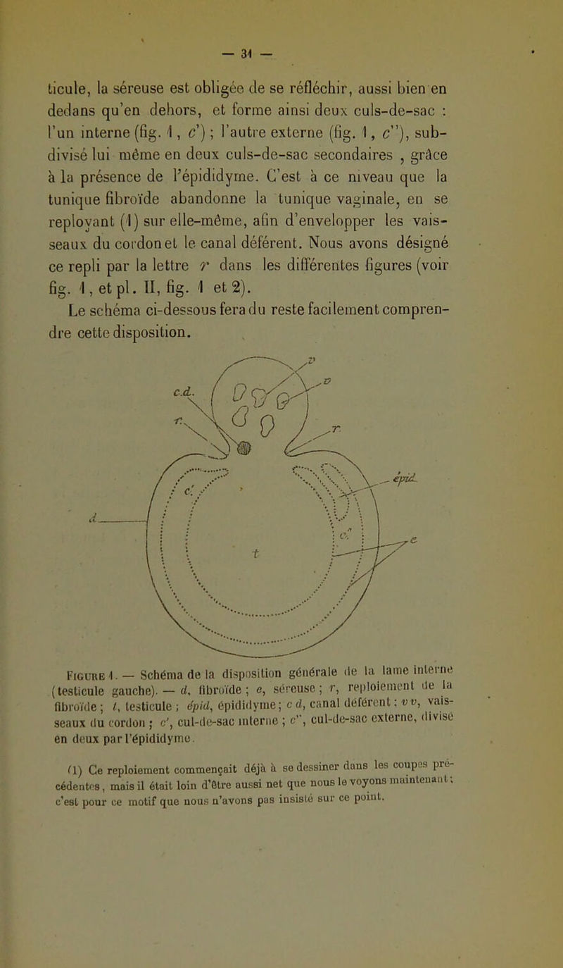 — 3< — licule, la séreuse est obligée de se réfléchir, aussi bien en dedans qu'en dehors, et forme ainsi deux culs-de-sac : l'un interne (fig. 'I, c') ; l'autre externe (fig. 1, c), sub- divisé lui môme en deux culs-de-sac secondaires , grâce h la présence de l'épididyrne. C'est à ce niveau que la tunique fibroïde abandonne la tunique vaginale, en se reployant (1) sur elle-même, afin d'envelopper les vais- seaux du coi donet le canal déférent. Nous avons désigné ce repli par la lettre r dans les différentes figures (voir fig. 1, et pl. II, fig. 1 et 2). Le schéma ci-dessous fera du reste facilement compren- dre cette disposition. Figure !. — Schéma de la disposition générale de la lame inlerin! (testicule gauche). — rf, tibroïde ; e, séreuse; r, reploieincnl ite la fibroïde ; <, testicule ; épid, épidldyme; c d, canal déférent : vv, vais- seaux (lu cordon ; c\ cul-de-sac uiterne ; C, cul-de-sac externe, <livisi en d(iux parTépididyinc. 0) Ce reploiement commençait déjà à se dessiner daus les coupas pré- cédentrs , mais il était loin d'Ôtre aussi net que nous le voyons mainlenaut; c'est pour ce motif que nous n'avons pas insisté sur ce point.