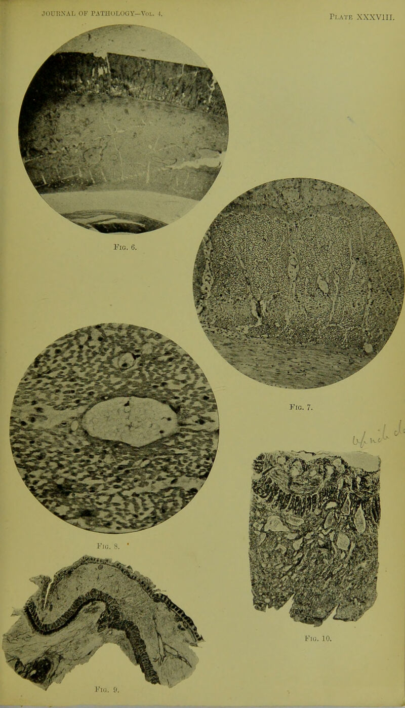 Plate XXXVIII.