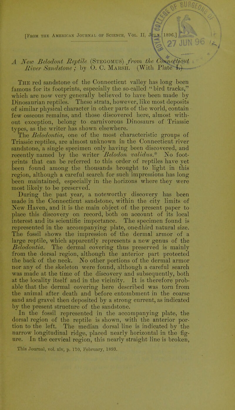 ls\27 JUNS A New Belodont Reptile (Stegomus) from the River Sandstone ; by O. 0. Maksh. (With Plate1 The red sandstone of the Connecticut valley has long been famous for its footprints, especially the so-called bird tracks, which are now very generally believed to have been made by Dinosaurian reptiles. These strata, however, like most deposits of similar physical character in other parts of the world, contain few osseous remains, and those discovered here, almost with- out exception, belong to carnivorous Dinosaurs of Triassic types, as the writer has shown elsewhere. The Belodontia, one of the most characteristic groups of Triassic reptiles, are almost unknown in the Connecticut river sandstone, a single specimen only having been discovered, and recently named by the writer Belodon validus.* jSTo foot- prints that can be referred to this order of reptiles have yet been found among the thousands brought to light in this region, although a careful search for such impressions has long been maintained, especially in the horizons where they were most likely to be preserved. During the past year, a noteworthy discovery has been made in the Connecticut sandstone, within the city limits of New Haven, and it is the main object of the present paper to place this discovery on record, both on account of its local interest and its scientific importance. The specimen found is represented in the accompanying plate, one-third natural size. The fossil shows the impression of the dermal armor of a large reptile, which apparently represents a new genus of the Belodontia. The dermal covering thus preserved is mainly from the dorsal region, although the anterior part protected the back of the neck. No other portions of the dermal armor nor any of the skeleton were found, although a careful search was made at the time of the discovery and subsequently, both at the locality itself and in the vicinity. It is therefore prob- able that the dermal covering here described was torn from the animal after death and before entombment in the coarse sand and gravel then deposited by a strong current, as indicated by the present structure of the sandstone. In the fossil represented in the accompanying plate, the dorsal region of the reptile is shown, with the anterior por- tion to the left. The median dorsal line is indicated by the narrow longitudinal ridge, placed nearly horizontal in the fig- ure. In the cervical region, this nearly straight line is broken, This Journal, vol. xlv, p. 170, February, 1893.