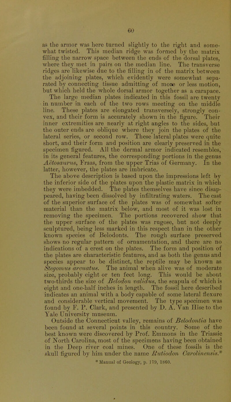as the armor was here turned slightly to the right and some- what twisted. This median ridge was formed by the matrix filling the narrow space between the ends of the dorsal plates, where they met in pairs on the median line. The transverse ridges are likewise due to the tilling in of the matrix between the adjoining plates, which evidently were somewhat sepa- rated by connecting tissue admitting of mone or less motion, but which held the whole dorsal armor together as a carapace. The large median plates indicated in this fossil are twenty in number in each of the two rows meeting on the middle line. These plates are elongated transversely, strongly con- vex, and their form is accurately shown in the figure. Their inner extremities are nearly at right angles to the sides, but the outer ends are oblique where they join the plates of the lateral series, or second row. These lateral plates were quite short, and their form and position are clearly preserved in the specimen figured. All the dermal armor indicated resembles, in its general features, the corresponding portions in the genus Aetosaurus, Fraas, from the upper Trias of Germany. In the latter, however, the plates are imbricate. The above description is based upon the impressions left by the inferior side of the plates upon the plastic matrix in which they were imbedded. The plates themselves have since disap- peared, having been dissolved by infiltrating waters. The cast of the superior surface of the plates was of somewhat softer material than the matrix below, and most of it was lost in removing the specimen. The portions recovered show that the upper surface of the plates was rugose, but not deeply sculptured, being less marked in this respect than in the other known species of Belodonts. The rough surface preserved shows no regular pattern of ornamentation, and there are no indications of a crest on the plates. The form and position of the plates are characteristic features, and as both the genus and species appear to be distinct, the reptile may be known as Stegomus arcuatus. The animal when alive was of moderate size, probably eight or ten feet long. This would be about two-thirds the size of Belodon validus, the scapula of which is eight and one-half inches in length. The fossil here described indicates an animal with a body capable of some lateral tiexurc and considerable vertical movement. The type specimen was found by F. P. Clark, and presented by D. A. Van 11 ise to the Yale University museum. Outside the Connecticut valley, remains of Belodontia have been found at several points in this country. Some of the best known were discovered by Prof. Emmons in the Triassic of North Carolina, most of the specimens having been obtained in the Deep river coal mines. One of these fossils is the skull figured by him under the name Itutiodon Carolinensis* ♦Manual of Geology, p. 179, 1860.