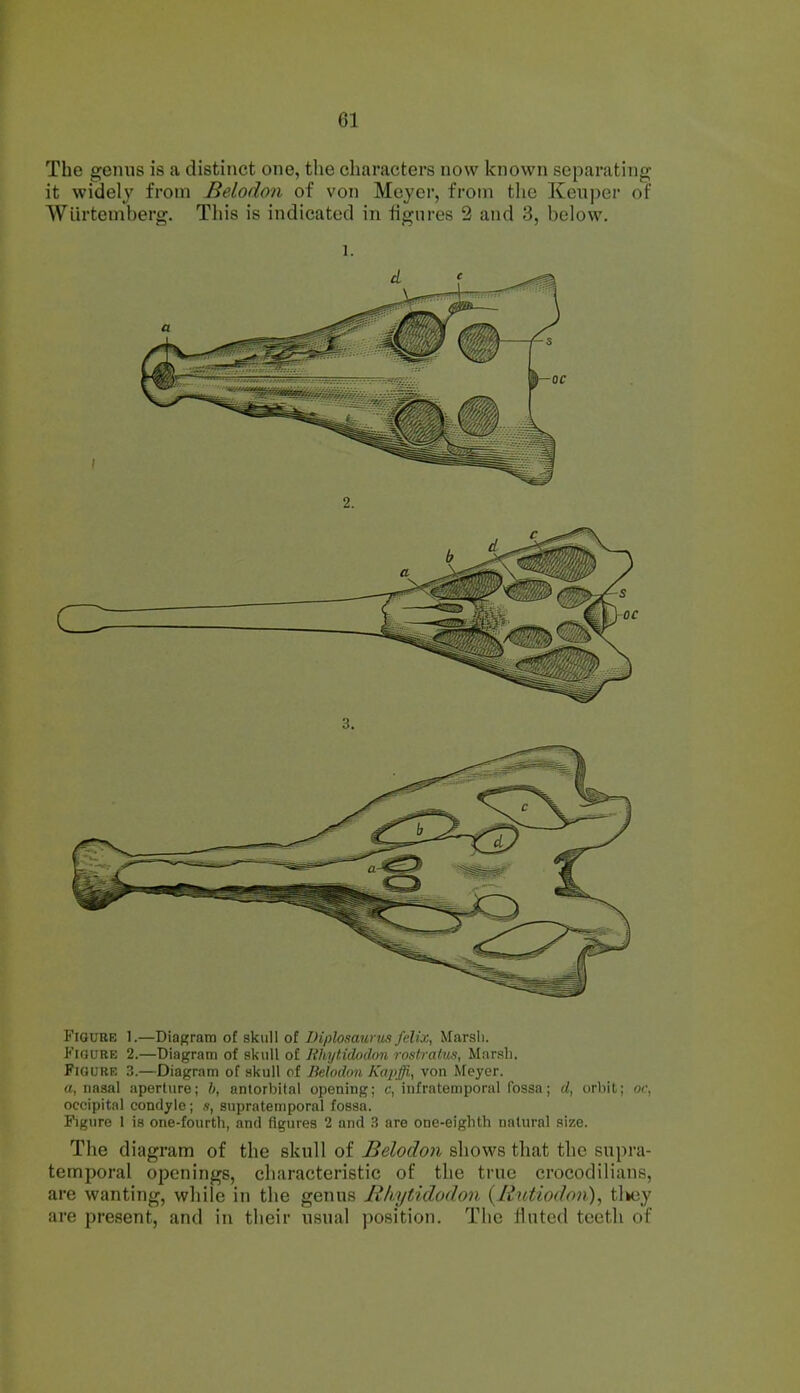 The genus is a distinct one, the characters now known separating it widely from Belodon of von Meyer, from the Ken per of Wtirtemberg. This is indicated in figures 2 and 3, below. i. Figure 1.—Diagram of skull of Diplosaurus felix, Marsli. Figure 2.—Diagram of skull of Rhytidodon rostratus, Marsh. Figure 3.—Diagram of skull of Belodon Kapjfi, von Meyer. a, nasal aperture; b, antorbital opening; c, infratemporal fossa; d, orbit; of, occipital condyle; a, supratemporal fossa. Figure 1 is one-fourth, and figures 2 and 3 are one-eighth natural size. The diagram of the skull of Belodon shows that the supra- temporal openings, characteristic of the true crocodilians, are wanting, while in the genus Rhytidodon (Ilutiodon), tliey are present, and in their usual position. The fluted teeth of