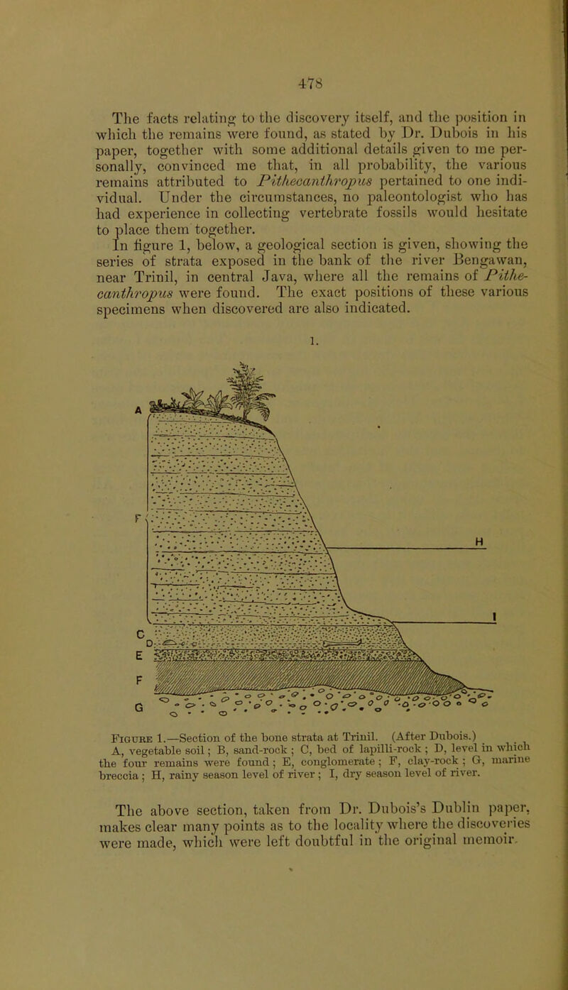 4Y8 The facts relating to the discovery itself, and the position in which the remains were found, as stated by Dr. Dubois in his paper, together with some additional details given to me per- sonally, convinced me that, in all probability, the various remains attributed to Pithecaiithropus pertained to one indi- vidual. Under the circumstances, no paleontologist who has had experience in collecting vertebrate fossils would hesitate to place them together. In figure 1, below, a geological section is given, showing the series of strata exposed in the bank of the river Bengavvan, near Trinil, in central Java, where all the remains of Pithe- canthropus were found. The exact positions of these various specimens when discovered are also indicated. 1. Figure 1.—Section of the bone strata at Trinil. (After Dubois.) A, vegetable soil; B, sand-rock ; C, bed of lapilli-rock ; D, level in which the four remains were found; E, conglomerate ; F, clay-rock ; G, marine breccia; H, rainy season level of river; I, dry season level of river. The above section, taken from Dr. Dubois's Dublin paper, makes clear many points as to the locality where the discoveries were made, which were left doubtful in the original memoir.