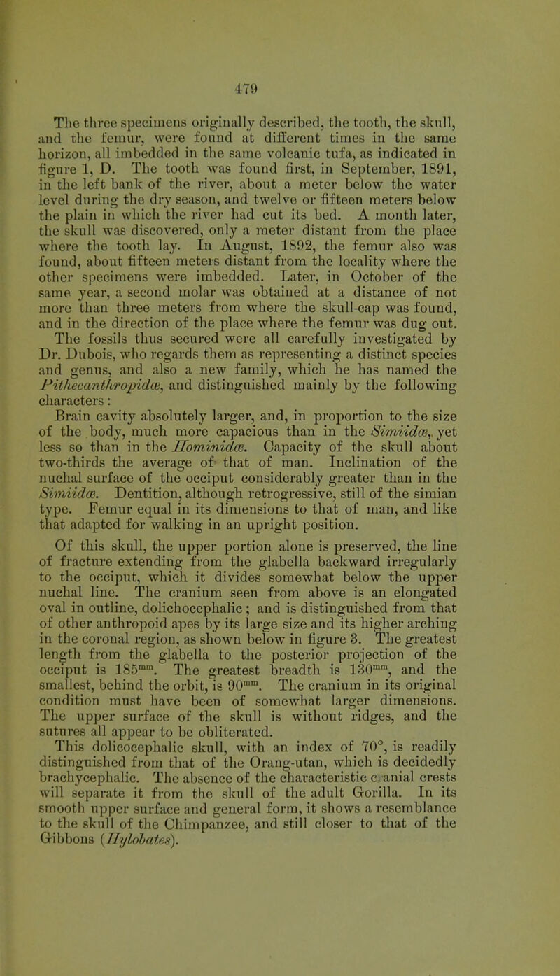 The three specimens originally described, the tooth, the skull, and the feuuir, were found at different times in the same horizon, all imbedded in the same volcanic tufa, as indicated in figure 1, D. The tooth was found first, in September, 1891, in the left bank of the river, about a meter below the water level during the dry season, and twelve or fifteen meters below the plain in which the river had cut its bed. A month later, the skull was discovered, only a meter distant from the place where the tooth lay. In August, 1892, the femur also was found, about fifteen meters distant from the locality where the other specimens were imbedded. Later, in October of the same year, a second molar was obtained at a distance of not more than three meters from where the skull-cap was found, and in the direction of the place where the femur was dug out. The fossils thus secured were all carefully investigated by Dr. Dubois, who regards them as representing a distinct species and genus, and also a new family, which he has named the PithecanthropidcB, and distinguished mainly by the following characters: Brain cavity absolutely larger, and, in proportion to the size of the body, much more capacious than in t\ie SimiidoByjet less so than in the Hominidai. Capacity of the skull about two-thirds the average of that of man. Inclination of the nuchal surface of the occiput considerably greater than in the SimiidcB. Dentition, although retrogressive, still of the simian type. Femur equal in its dimensions to that of man, and like that adapted for walking in an upright position. Of this skull, the upper portion alone is preserved, the line of fracture extending from the glabella backward irregularly to the occiput, which it divides somewhat below the upper nuchal line. The cranium seen from above is an elongated oval in outline, dolichocephalic ; and is distinguished from that of other anthropoid apes by its large size and its higher arching in the coronal region, as shown below in figure 3. The greatest length from the glabella to the posterior projection of the occiput is 185™'. The greatest breadth is 130, and the smallest, behind the orbit, is 90. The cranium in its original condition must have been of somewhat larger dimensions. The upper surface of the skull is without ridges, and the sutures all appear to be obliterated. This dolicocephalic skull, with an index of 70°, is readily distinguislied from that of the Orang-utan, which is decidedly brachycephalic. The absence of the characteristic c. anial crests will separate it from the skull of the adult Gorilla. In its smooth upper surface and general form, it shows a resemblance to the skull of the Chimpanzee, and still closer to that of the Gibbons {Ilylohates).