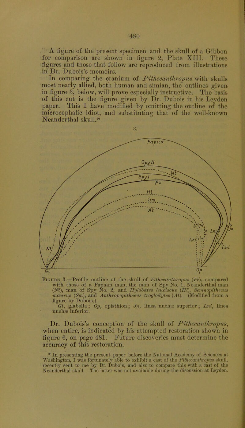 A figure of the present specimen and the skull of a Gibbon for comparison are shown in figure 2, Plate XIII. These figures and those that follow are reproduced from illustrations in Dr. Dubois's memoirs. In comparing the cranium of Pithecanthropus with skulls most nearly allied, both human and simian, the outlines given- in figure 3, below, will prove especially instructive. The basis of this cut is the figure given by Dr. Dubois in his Leyden paper. Tliis I have modified by omitting the outline of the microcephalic idiot, and substituting that of the well-known Neanderthal skull.* 3. Figure 3.—Profile outline of the skull of Pithecanthropus (Pe), compared ■with those of a Papuan man, the man of Spy No. 1, Neanderthal man (Nt), man of Spy No. 2, and Hijlobates laiciscus (HI)' Sevmopilhecits maurus (Sni), and Anthropopithecus troglodytes {At). (Modified from a figure by Dubois.) Gl, glabella; Op, opisthion; Jn, linea michiw superior ; Ln i, liuea nuchffi inferior. Dr. Dubois's conception of the skull of Pithecanthropus, when entire, is indicated by his attempted restoration shown in figure 6, on page 481. Future discoveries must determine the accuracy of this restoration. * In presenting the present paper before the National Academy of Sciences at Washington, I was fortunately able to exhibit a cast of the FUhecanthroprts skull, recently sent to me by Dr. Dubois, and also to compare this with a cast of the Neanderthal skull. The latter was not available during the discussion at Leyden.