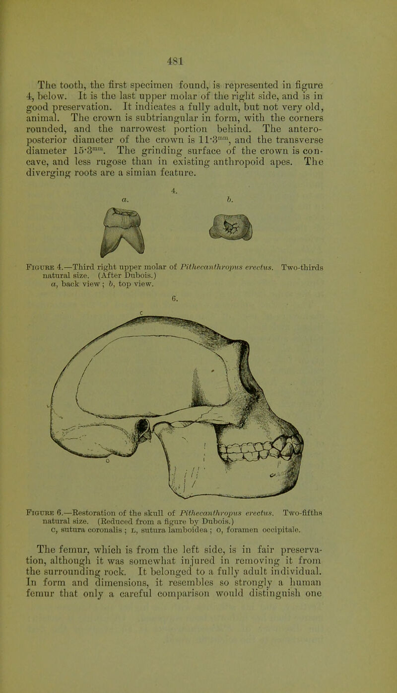The tootli, the first specimen found, is represented in figure 4, below. It is the last upper molar of the right side, and is in good preservation. It indicates a fully adult, but not very old, animal. The crown is subtriangular in form, with the corners rounded, and the narrowest portion behind. The antero- posterior diameter of the crown is 11*3™', and the transverse diameter 153'. The grinding surface of the crown is con- cave, and less rugose than in existing anthropoid apes. The diverging roots are a simian feature. 4. a. b. Figure 4.—Third right npxjer molar of Pithecanthrojms erectus. Two-thirds natural size. (After Dubois.) a, back view ; 6, top view. 6. c Figure 6.—Restoration of the skull of Pithecanthropus erectus. Two-fifths natural size. (Reduced from a figure by Diibois.) c, sutura coronalis ; l, sutura lamboidea ; o, foramen occipitale. The femur, which is from the left side, is in fair preserva- tion, although it was somewhat injured in removing it from the surrounding rock. It belonged to a fully adult individual. In form and dimensions, it resembles so strongly a human femur that only a careful comparison would distinguish one