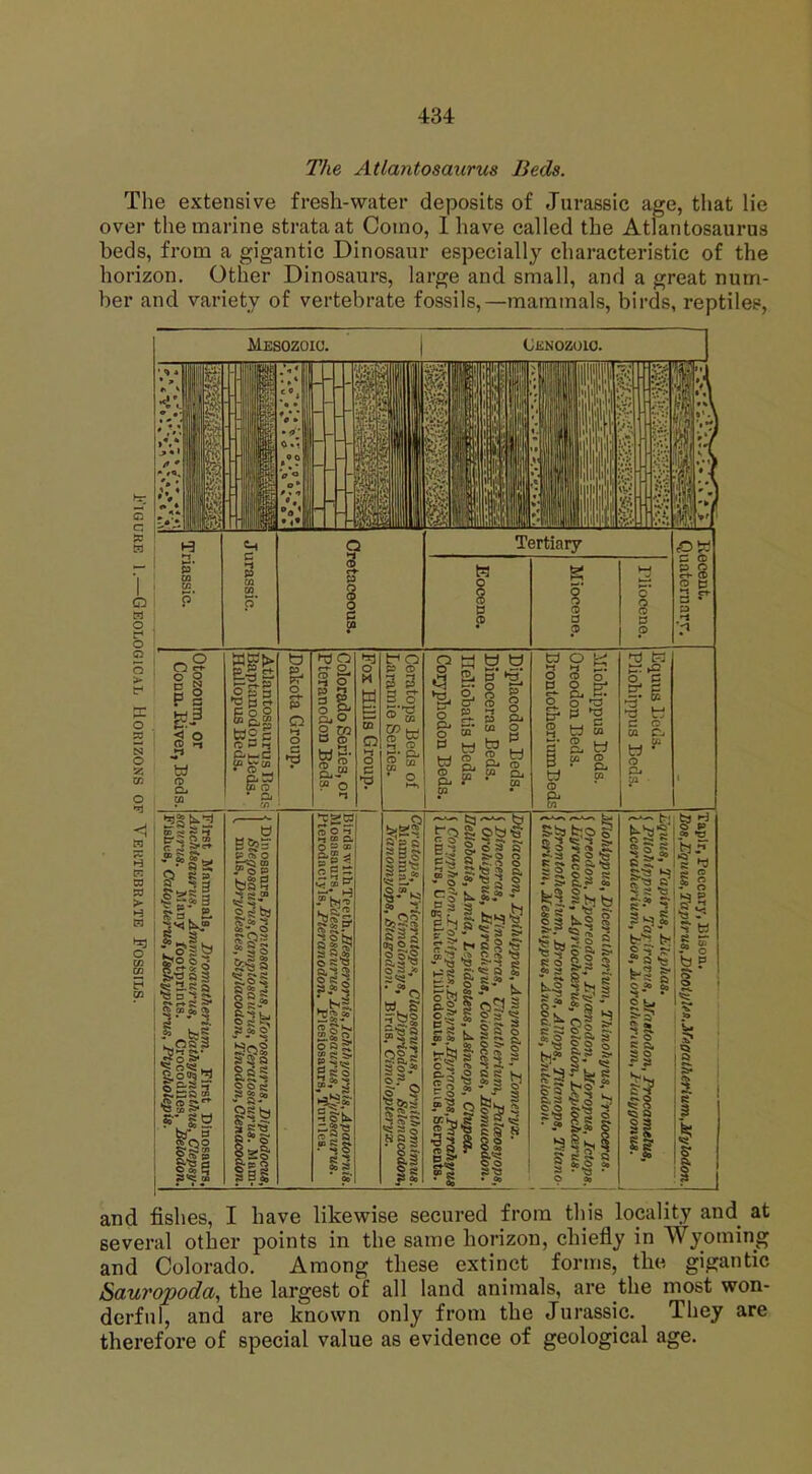 The Atlantosaurus Beds. The extensive fresh-water deposits of Jurassic age, that lie over the marine strata at Como, I have called the Atlantosaurus beds, from a gigantic Dinosaur especially characteristic of the horizon. Other Dinosaurs, large and small, and a great num- ber and variety of vertebrate fossils,—mammals, birds, reptiles, and fishes, I have likewise secured from this locality and at several other points in the same horizon, chiefly in Wyoming and Colorado. Among these extinct forms, the gigantic Sauropoda, the largest of all land animals, are the most won- derful, and are known only from the Jurassic. They are therefore of special value as evidence of geological age.