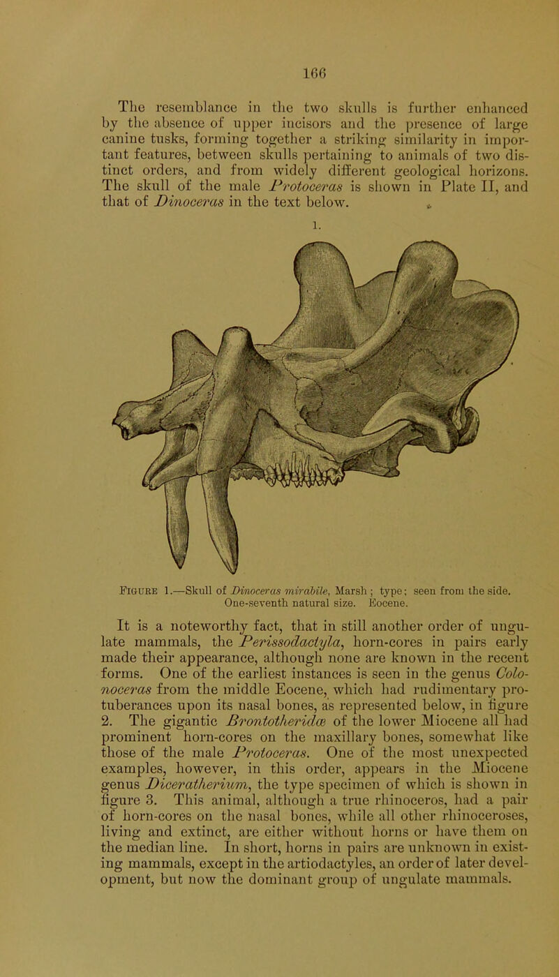 The resemblance in the two skulls is further enhanced by the absence of upper incisors and the presence of large canine tusks, forming together a striking similarity in impor- tant features, between skulls pertaining to animals of two dis- tinct orders, and from widely different geological horizons. The skull of the male Protoceras is shown in Plate II, and that of Dinoceras in the text below. Figure 1.—Skull of Dinoceras mirabile, Marsh ; type; seen from the side. One-seventh natural size. Eocene. It is a noteworthy fact, that in still another order of ungu- late mammals, the Perissodaciyla, horn-cores in pairs early made their appearance, although none are known in the recent forms. One of the earliest instances is seen in the genus Colo- noceras from the middle Eocene, which had rudimentary pro- tuberances upon its nasal bones, as represented below, in figure 2. The gigantic Brontotheridce of the lower Miocene all had prominent horn-cores on the maxillary bones, somewhat like those of the male Protoceras. One of the most unexpected examples, however, in this order, appears in the Miocene fenus Psicerat/ierium, the type specimen of which is shown in gure 3. This animal, although a true rhinoceros, had a pair of horn-cores on the nasal bones, while all other rhinoceroses, living and extinct, are either without horns or have them on the median line. In short, horns in pairs are unknown in exist- ing mammals, except in the artiodactyles, an order of later devel- opment, but now the dominant group of ungulate mammals.