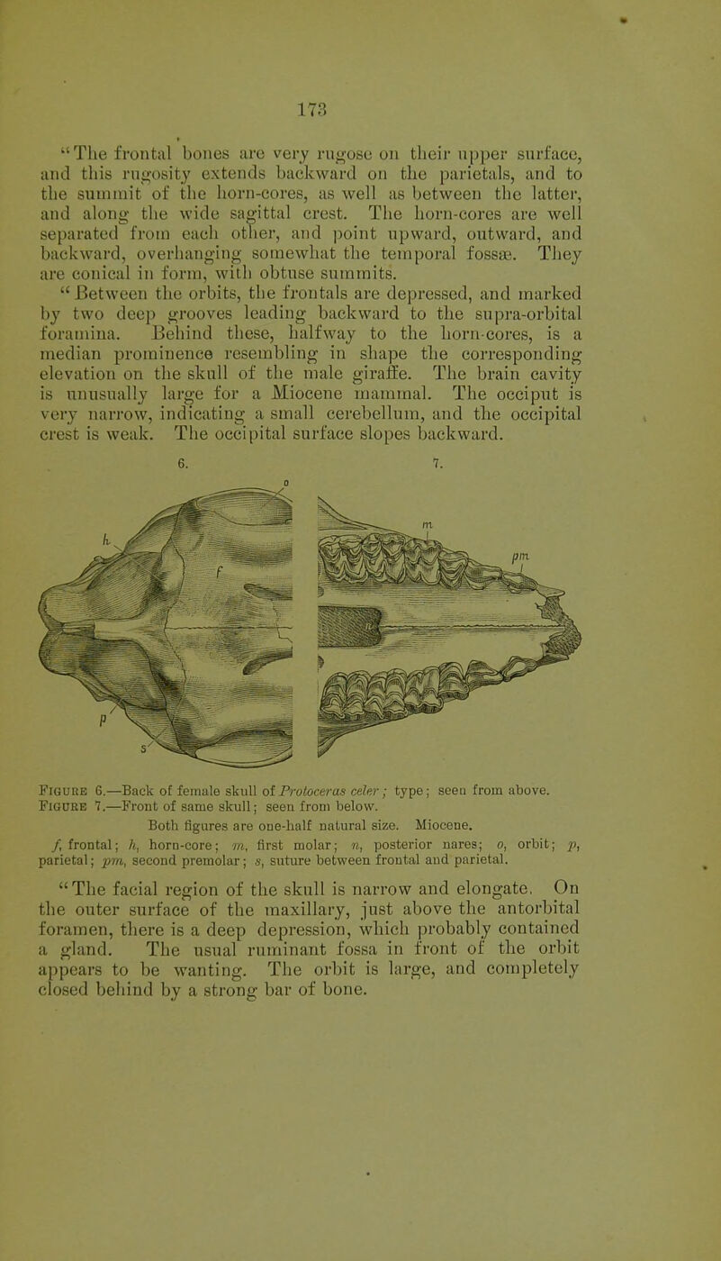 The frontal bones are very rugose on their upper surface, and this rugosity extends backward on the parietals, and to the summit of the horn-cores, as well as between the latter, and along the wide sagittal crest. The horn-cores are well separated from each other, and point upward, outward, and backward, overhanging somewhat the temporal fossa;. They are conical in form, with obtuse summits.  Between the orbits, the frontals are depressed, and marked by two deep grooves leading backward to the supra-orbital foramina. Behind these, halfway to the horn-cores, is a median prominence resembling in shape the corresponding elevation on the skull of the male giraffe. The brain cavity is unusually large for a Miocene mammal. The occiput is very narrow, indicating a small cerebellum, and the occipital crest is weak. The occipital surface slopes backward. 6. 7. 0 Figure 6.—Back of female skull oiProtoceras celer; type; seeu from above. Figure 7.—Front of same skull; seeu from below. Both figures are one-half natural size. Miocene, /frontal; h, horn-core; m, first molar; n, posterior nares; o, orbit; p, parietal; pm, second premolar; s, suture between frontal and parietal. The facial region of the skull is narrow and elongate, On the outer surface of the maxillary, just above the antorbital foramen, there is a deep depression, which probably contained a gland. The usual ruminant fossa in front of the orbit appears to be wanting. The orbit is large, and completely closed behind by a strong bar of bone.