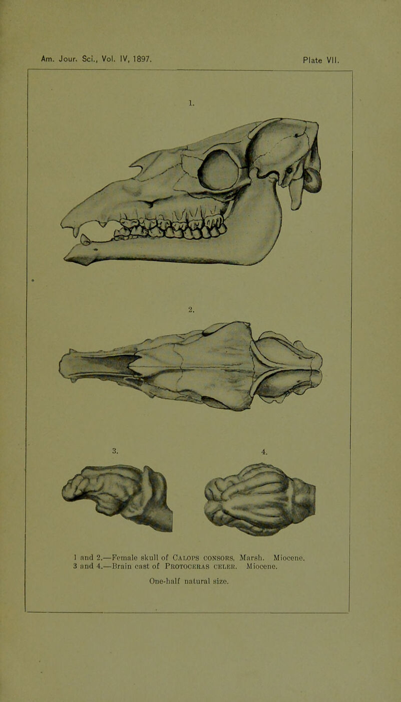 1 :iml 2.—Female skull of Calops consors. Marsh. Miocene. 3 and 4.—Hrain east of Protoceras oelek. Miocene. < Ine-half natural size.