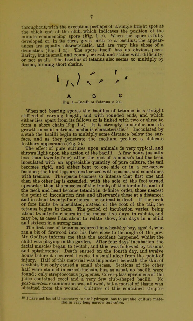 throughout, with the exception perhaps of a single bright spot at the thick end of the club, which indicates the position of the minute commencing spore (Fig. 1 c). When the spore is fully developed or, in its turn, gives birth to a bacillus, the appear- ances are equally characteristic, and are very like those of a drumstick (Fig. 1 b). The spore itself has no obvious pecu- liarity, but is small and round, or oval, and stains with difficulty, or not at all. The bacillus of tetanus also seems to multiply by fission, forming short chains. ABO Fig. 1.—Bacilli oi Tetanus x 900. When not bearing spores the bacillus of tetanus is a straight stiff rod of varying length, and with rounded ends, and which either lies apart from its fellows or is linked with two or three to form a short chain (Fig. 1 A). It is strongly anaerobic, and its growth in solid nutrient media is characteristic.1 Inoculated by a stab the bacilli begin to multiply some distance below the sur- face, and as they penetrate the medium produce a delicate feathery appearance (Fig. 2). The effect of pure cultures upon animals is very typical, and throws light upon the action of the bacilli. A few hours (usually less than twenty-four) after the root of a mouse's tail has been inoculated with an appreciable quantity of pure culture, the tail becomes rigid, and either bent to one side or in a corkscrew fashion; the hind legs are next seized with spasms, and sometimes with tremors. The spasm becomes so intense that first one and then the other leg is extended, with the sole of the foot turned upwards; then the muscles of the trunk, of the f orelimbs, and of the neck and head become tetanic in definite order, those nearest the point of inoculation first and afterwards those at a distance; and in about twenty-four hours the animal is dead. If the neck or fore limbs be inoculated, instead of the root of the tail, the tetanus begins in them. The period of incubation varies, being about twenty-four hours in the mouse, five days in rabbits, and may be, as cases I am about to relate show, four days in a child and sixteen in a strong man. The first case of tetanus occurred in a healthy boy, aged 4, who ran a bit of firewood into his face close to the angle of the jaw. Mr. Godfrey informs me that the accident happened whilst the child was playing in the garden. After four days' incubation the facial muscles began to twitch, and this was followed by trismus and opisthotonos. Death ensued on the fourth day, and twelve hours before it occurred I excised a small ulcer from the point of injury. Half of this material was implanted beneath the skin of a rabbit, but only caused a small abscess. Sections of the other half were stained in carbol-fuchsin, but, as usual, no bacilli were found; only streptococcus pyogenes. Cover-glass specimens of the juice contained cocci and a very few club-shaped bacilli. No post-mortem examination was allowed, but a morsel of tissue was obtained from the wound. Cultures of this contained strepto- I have not found U, necessary to use hydrogen, but to put the oulture mate- rial in very long narrow test tubes.