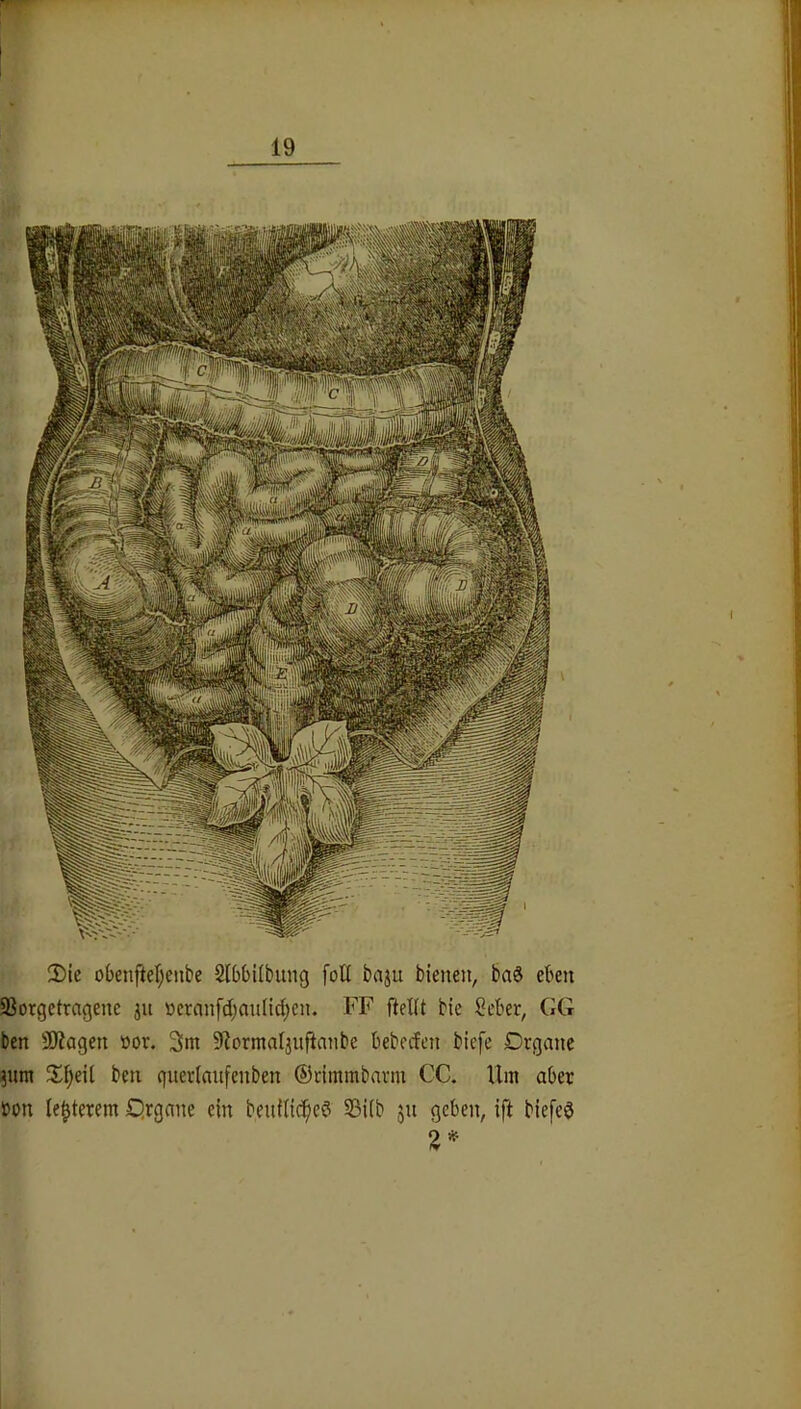 3)ie obenfteI;enbe Slbbübung foU bajii bienen, ba^ eben ißorgetragene jn öeranfcl)anlid;cn. FF fteUt bie ?eber, GG ben SWagen üor. 3m Sfiormaijuftnnbe bebccfen biefe Drgane jnm %^i\[ ben qnertanfenben ©cimmbarm CG. Um aber bon Unterem Qrgane ein benitic^ed SSiib jn geben, ift biefeö 2^-