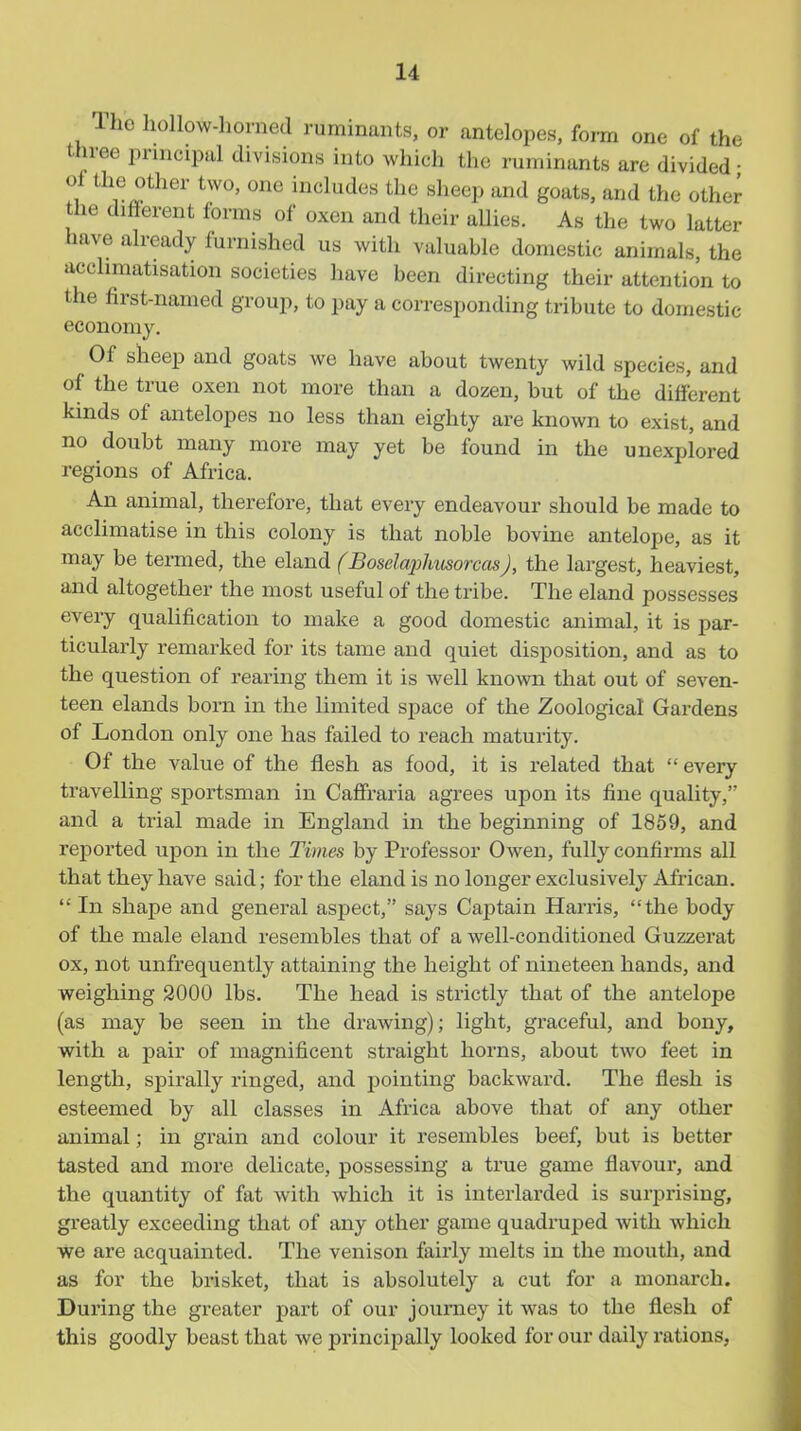 The hollow-horned ruminazits, or antelopes, form one of the three prnicipul divisions into which the ruminants are divided • of the other two, one includes the sheep and goats, and the other the different forms of oxen and their allies. As the two latter have already furnished us with valuable domestic animals, the acclimatisation societies have been directing their attention to the first-named group, to pay a corresponding tribute to domestic- economy. Of sheep and goats we have about twenty wild species, and of the true oxen not more than a dozen, but of the different kinds of antelopes no less than eighty are known to exist, and no doubt many more may yet be found in the unexplored regions of Africa. An animal, therefore, that every endeavour should be made to acclimatise in this colony is that noble bovine antelope, as it may be termed, the eland (Boselajihusorcas), the largest, heaviest, and altogether the most useful of the tribe. The eland possesses every qualification to make a good domestic animal, it is par- ticularly remarked for its tame and quiet disposition, and as to the question of rearing them it is well known that out of seven- teen elands born in the limited space of the Zoological Gardens of London only one has failed to reach maturity. Of the value of the flesh as food, it is related that  every travelling sportsman in Caffraria agrees upon its fine quality, and a trial made in England in the beginning of 1859, and reported upon in the Times by Professor Owen, fully confirms all that they have said; for the eland is no longer exclusively African. *' In shape and general aspect, says Captain Harris, the body of the male eland resembles that of a well-conditioned Guzzerat ox, not unfrequently attaining the height of nineteen hands, and weighing 3000 lbs. The head is strictly that of the antelope (as may be seen in the drawing); light, graceful, and bony, with a pair of magnificent straight horns, about two feet in length, spirally ringed, and pointing backward. The flesh is esteemed by all classes in Africa above that of any other animal; in grain and colour it resembles beef, but is better tasted and more delicate, possessing a true game flavour, and the quantity of fat with which it is interlarded is surprising, greatly exceeding that of any other game quadruped with which we are acquainted. The venison fairly melts in the mouth, and as for the brisket, that is absolutely a cut for a monarch. During the greater part of our journey it was to the flesh of this goodly beast that we principally looked for our daily rations,