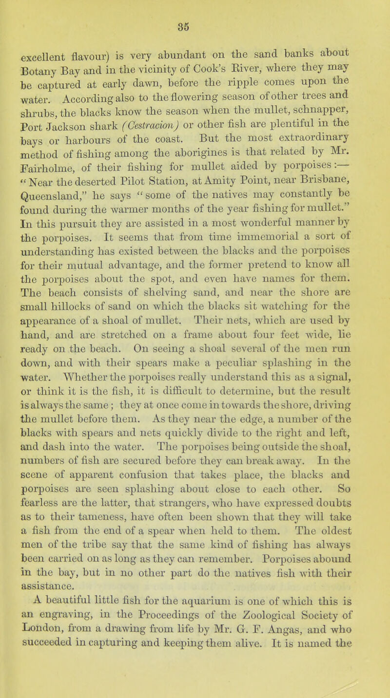excellent flavour) is very abundant on the sand banks about Botany Bay and in the vicinity of Cook's Kiver, where they may be captured at early dawn, before the ripple conies upon the water. According also to the flowering season of other trees and shrubs, the blacks know the season when the mullet, schnapper. Port Jackson shark (CestracionJ or other fish are plentiful in the bays or harbours of the coast. But the most extraordinary method of fishing among the aborigines is that related by Mr. Fairholme, of their fishing for mullet aided by porpoises :—  Near the deserted Pilot Station, at Amity Point, near Brisbane, Queensland, he says  some of the natives may constantly be found during the warmer months of the year fishing for mullet. In this pursuit they are assisted in a most wonderful manner by the porpoises. It seems that from time immemorial a sort of understanding has existed between the blacks and the porpoises for their mutual advantage, and the former pretend to know all the jDorpoises about the spot, and even have names for them. The beach consists of shelving sand, and near the shore are small hillocks of sand on which the blacks sit watching for the appearance of a shoal of mullet. Their nets, which are used by hand, and are stretched on a frame about four feet wide, lie ready on the beach. On seeing a shoal several of the men run down, and with their spears make a peculiar splashing in the water. Whether the porpoises really understand this as a signal, or think it is the fish, it is difficult to determine, but the result is always the same; they at once come in towards the shore, driving the mullet before them. As they near the edge, a number of the blacks with spears and nets quickly divide to the right and left, and dash into the water. The poi^poises being outside the shoal, numbers of fish ai-e secured before they can break away. In the scene of apparent confusion that takes place, the blacks and porpoises are seen splashing about close to each other. So fearless are the latter, that strangers, who have expressed doubts as to their tameness, have often been sho^vn that they will take a fish fi'om the end of a spear when held to them. The oldest men of the tribe say that the same kind of fishing has always been carried on as long as they can remember. Porpoises abound in the bay, but in no other part do the natives fish with their assistance. A beautiful little fish for the aquarium is one of which this is an engraving, in the Proceedings of the Zoological Society of London, from a drawing from life by Mr. G. F. Angas, and who succeeded in capturing and keeping them alive. It is named the