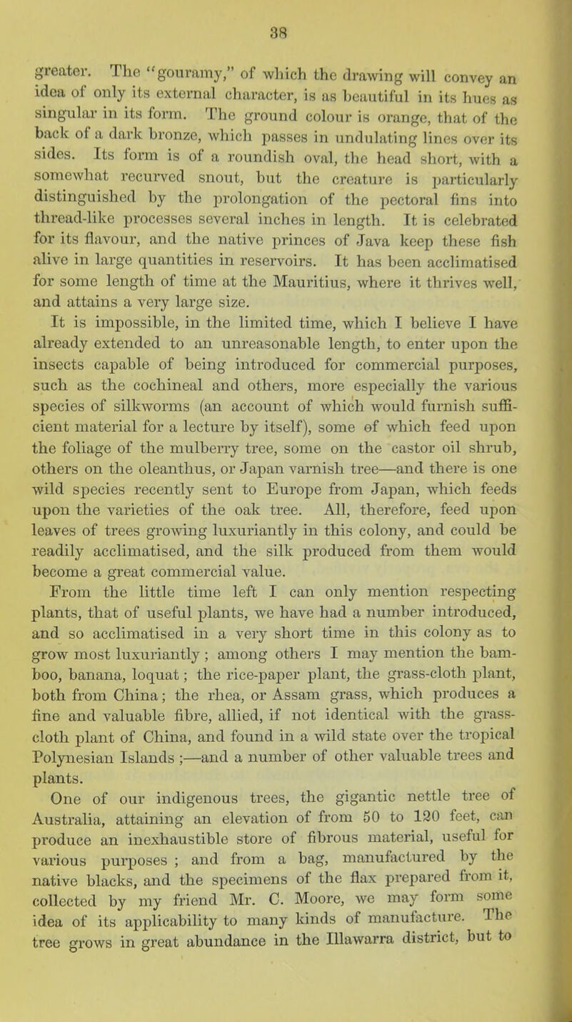 greater. The gouramy, of which the drawing will convey an idea of only its external character, is as beautiful in its hues as singulai- in its form. The ground colour is orange, that of the back of a dark bronze, which passes in undulating lines over its sides. Its form is of a roundish oval, the head short, with a somewhat recui-ved snout, but the creature is particularly distinguished by the prolongation of the pectoral fins into thread-like processes several inches in length. It is celebrated for its flavour, and the native princes of Java keep these fish alive in large quantities in reservoirs. It has been acclimatised for some length of time at the Mauritius, where it thrives well, and attains a very large size. It is impossible, in the limited time, which I believe I have already extended to an unreasonable length, to enter upon the insects capable of being introduced for commercial purposes, such as the cochineal and others, more especially the various species of silkworms (an account of which would furnish suffi- cient material for a lecture by itself), some ef which feed upon the foliage of the mulberry tree, some on the castor oil shrub, others on the oleanthus, or Japan varnish tree—and there is one wild species recently sent to Europe from Japan, which feeds upon the varieties of the oak tree. All, therefore, feed upon leaves of trees growing luxuriantly in this colony, and could be readily acclimatised, and the silk produced from them would become a great commercial value. From the little time left I can only mention respecting plants, that of useful plants, we have had a number introduced, and so acclimatised in a very short time in this colony as to grow most luxuriantly ; among others I may mention the bam- boo, banana, loquat; the rice-paper plant, the grass-cloth plant, both from China; the rhea, or Assam grass, which produces a fine and valuable fibre, allied, if not identical with the grass- cloth plant of China, and found in a wild state over the tropical Polynesian Islands ;—and a number of other valuable trees and plants. One of our indigenous trees, the gigantic nettle tree of Australia, attaining an elevation of from 50 to 120 feet, can produce an inexhaustible store of fibrous material, useful for various purposes ; and from a bag, manufactured by the native blacks, and the specimens of the flax prepared from it, collected by my friend Mr. C. Moore, we may form some idea of its applicability to many kinds of manufacture. The tree grows in great abundance in the lUawarra district, but to