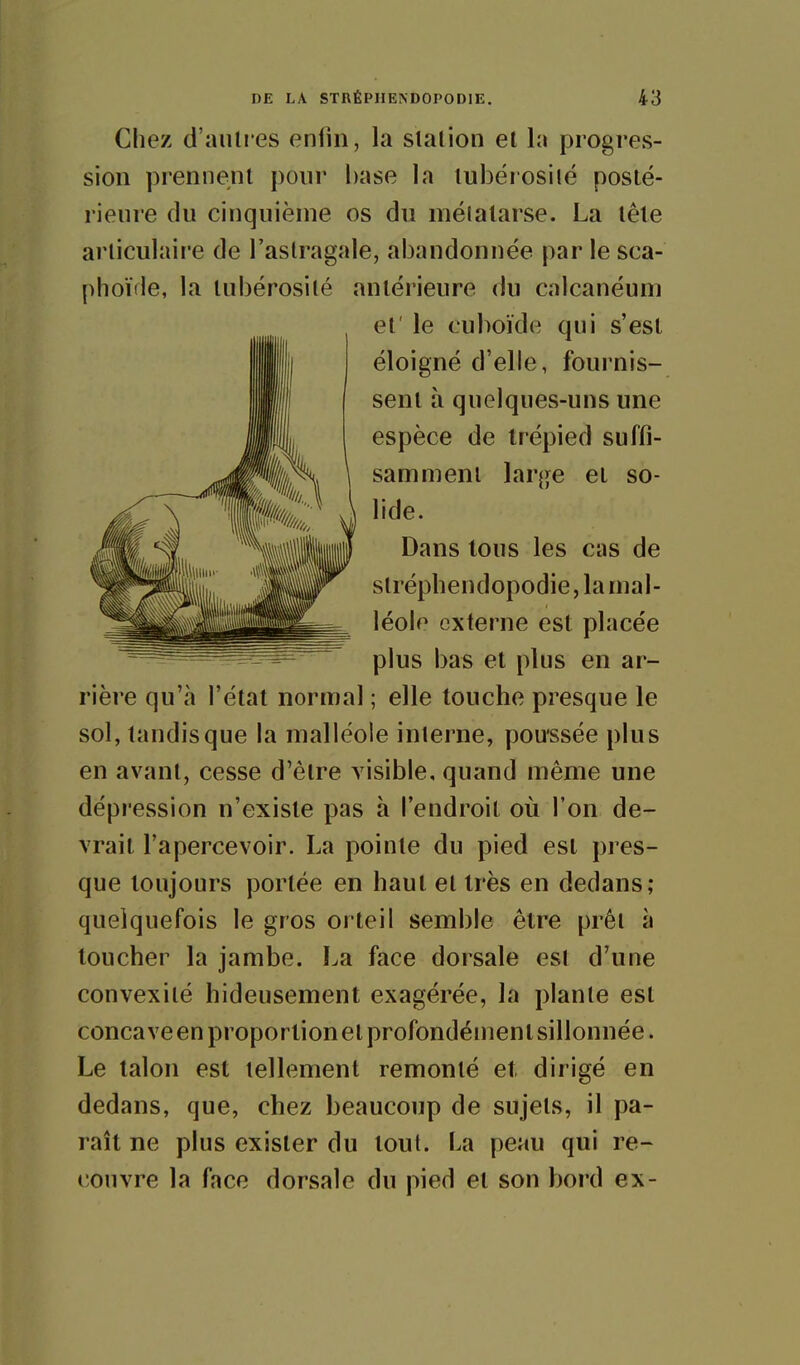 Chez d'anlres enfin, la slalion et la progres- sion prennent pour hase la luhérosilé posté- rieure du cinquième os du mélalarse. La tête articulaire de l'astragale, ahandonnëe par le sca- phoïde, la tuhérosilé antérieure du calcanéum et' le cuhoïde qui s'est éloigné d'elle, fournis- sent à quelques-uns une espèce de trépied suffi- samment large et so- lide. Dans tous les cas de slréphendopodie, la mal- léole externe est placée plus has et plus en ar- rière qu'à l'état normal ; elle touche presque le sol, tandis que la malléole interne, pou'ssée plus en avant, cesse d'être visible, quand même une dépression n'existe pas à l'endroit où l'on de- vrait l'apercevoir. La pointe du pied est pres- que toujours portée en haut et très en dedans; quelquefois le gros orteil semhie être prêt à toucher la jambe. La face dorsale esl d'une convexité hideusement exagérée, la plante est concave en proportion et profondément sillonnée. Le talon est tellement remonté et dirigé en dedans, que, chez beaucoup de sujets, il pa- raît ne plus exister du tout, ha peau qui re- couvre la face dorsale du pied et son bord ex-