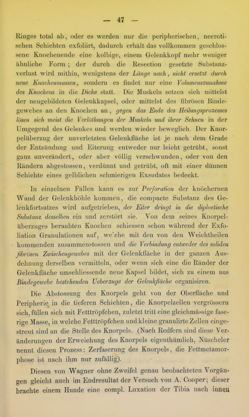 Ringes total ab, oder es werden nur die peripherischen, necroti- schen Schicliten exfoliirt, dadurch erhält das vollkommen geschlos- sene Knochenende eine kolbige, einem Gelenkkopf mehr weniger ähnliche Form ; der durch die Resection gesetzte Substanz- verlust wird mithin, wenigstens der Länge nach, nicht ersetzt durch nette Knochenmassen, sondern es findet nur eine Volumenszunahme des Knochens in die Dicke statt. Die Muskeln setzen sich mittelst der neugebildeten Gelenkkapsel, oder mittelst des fibrösen Binde- gewebes an den Knochen an, gegen das Ende des Heilungsprozesses lösen sich meist die Verlöthungen der Muskeln und ihrer Sehnen in der Umgegend des Gelenkes und werden wieder beweglich. Der Knor- pelüberzug der unverletzten Gelenkfläche ist je nach dem Grade der Entzündung und Eiterung entweder nur leicht getrübt, sonst ganz unverändert, oder aber völlig verschwunden, oder von den Rändern abgestossen, verdünnt und getrübt, oft mit einer dünnen Schichte eines gelblichen schmierigen Exsudates bedeckt. In einzelnen Fällen kann es zur Perforation der knöchernen Wand der Gelenkhöhle kommen, die compacte Substanz des Ge- lenkfortsatzes wird aufgetrieben, der Eiter dringt in die diploelische Substanz desselben ein und zerstört sie. Von dem seines Knorpel- überzuges beraubten Knochen schiessen schon während der Exfo- liation Granulationen auf, we'che mit den von den Weichtheilen kommenden zusammenstossen und die Verbindung entweder des soliden ßbrösen Zwischengewebes mit der Gelenkfläche in der ganzen Aus- dehnung derselben vermitteln, oder wenn sich eine die Ränder der Gelenkfläche umschliessende neue Kapsel bildet, sich zu einem aus Bindegewebe bestehenden Ueberzuge der Gelenkßäche organisiren. Die Abstossung des Knorpels geht von der Oberfläche und Peripherie in die tieferen Schichten, die Knorpelzellen vergrössern sich, füllen sich mit Fetttröpfchen, zuletzt tritt eine gleichmässige fase- rige Masse, in welche Fetttröpfchen und kleine granulirte Zellen einge- streut sind an die Stelle des Knorpels. (Nach Redfern sind diese Ver- änderungen der Erweichung des Knorpels eigenthümlich, Nüscheler nennt diesen Prozess: Zerfaserung des Knorpels, die Fettmetamor- phose ist nach ihm nur zufällig). Diesen von Wagner ohne Zweifel genau beobachteten Vorgän- gen deicht auch im Endresultat der Versuch von A. Cooper; dieser brachte einem Hunde eine compl. Luxation der Tibia nach inneu