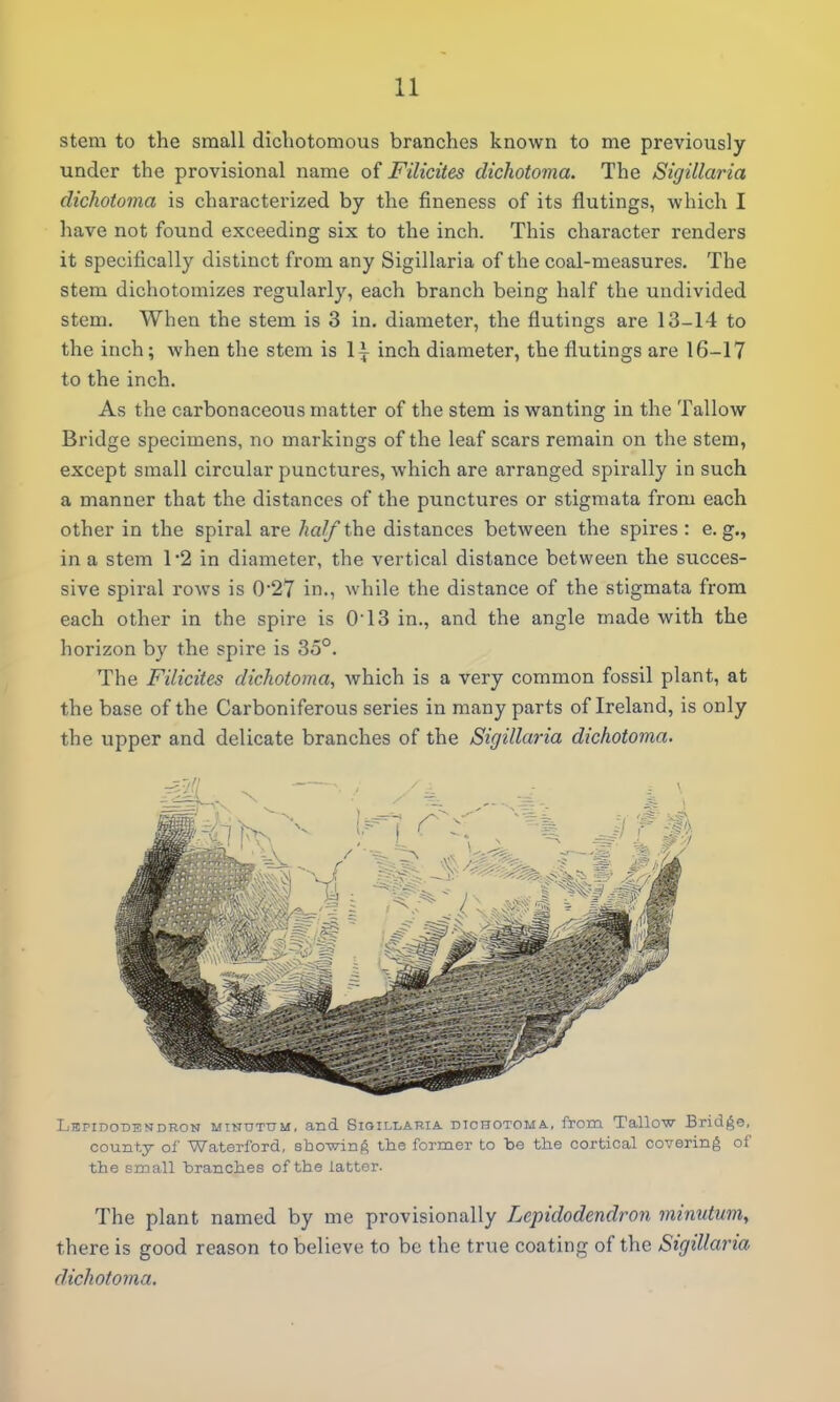 stem to the small dicliotomous branches known to me previously under the provisional name Filicites dichotoma. The Sigillaria dichotoma is characterized by the fineness of its flutings, which I have not found exceeding six to the inch. This character renders it specifically distinct from any Sigillaria of the coal-measures. The stem dichotomizes regularly, each branch being half the undivided stem. When the stem is 3 in. diameter, the flutings are 13-14 to the inch; when the stem is li inch diameter, the flutings are 16-17 to the inch. As the carbonaceous matter of the stem is wanting in the Tallow Bridge specimens, no markings of the leaf scars remain on the stem, except small circular punctures, which are arranged spirally in such a manner that the distances of the punctures or stigmata from each other in the spiral are half the distances between the spires: e.g., in a stem 1*2 in diameter, the vertical distance between the succes- sive spiral rows is 0*27 in., while the distance of the stigmata from each other in the spire is 013 in., and the angle made with the horizon by the spire is 35°. The Filicites dichotoma, which is a very common fossil plant, at the base of the Carboniferous series in many parts of Ireland, is only the upper and delicate branches of the Sigillaria dichotoma. LTcriDODEMDRON MiNUTtTM, and SiGiLLARiA. DICHOTOMA., from Tallow Bridge, county of Waterford, showing the former to be the cortical covering of the small branches of the latter. The plant named by me provisionally Lcpidodendron minutmn, there is good reason to believe to be the true coating of the Sigillaria dichotoma.