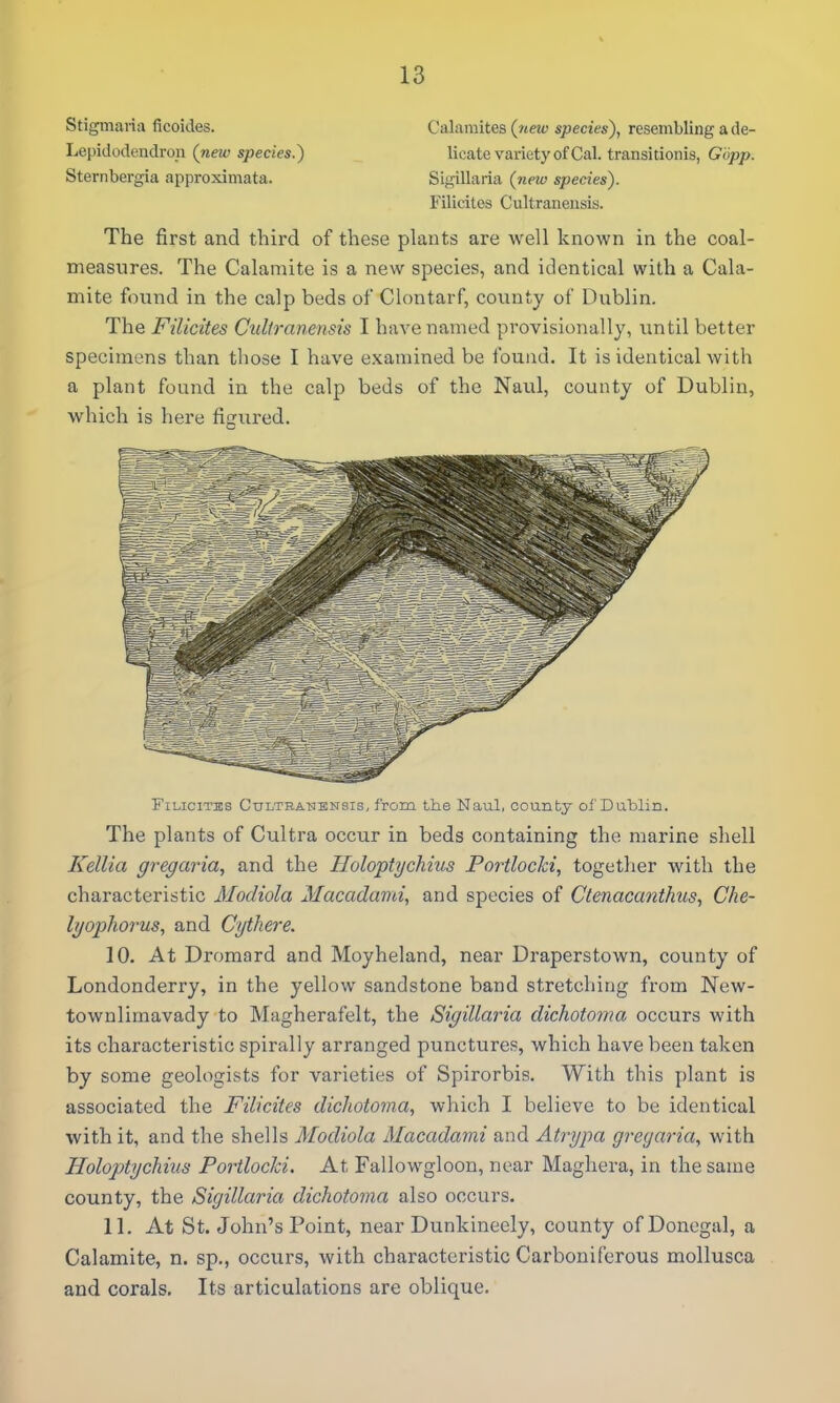 Stigmaria ficoides. Calamites {new species), resembling a de- Lepidodendron (new species.) licate variety of Cal. transitionis, Giipp. Sternbergia approximata. Sigillaria (new species). Filicites Cultraneusis. The first and third of these plants are well known in the coal- measures. The Calamite is a new species, and identical with a Cala- mite found in the calp beds of Clontarf, county of Dublin. The Filicites CuUranensis I have named provisionally, until better specimens than those I have examined be found. It is identical with a plant found in the calp beds of the Naul, county of Dublin, which is here figured. FiLiciTss CiTLTHAfisiNsis, from the Naul, county of Dublin. The plants of Cultra occur in beds containing the marine shell Kellia gregaria, and the Iloloptychius Portlocki, togetlier with the characteristic Modiola Macadami, and species of Ctenacanthus, Che- lijophorus^ and Cythere. 10. At Dromard and Moyheland, near Draperstown, county of Londonderry, in the yellow sandstone band stretching from New- townlimavady to Magherafelt, the Sigillaria dichotoma occurs with its characteristic spirally arranged punctures, which have been taken by some geologists for varieties of Spirorbis. With this plant is associated the Filicites dichotoma, which I believe to be identical with it, and the shells Modiola Macadami and Atrypa gregaria, with Holoptychius Portlocki. At Fallowgloon, near Maghera, in the same county, the Sigillaria dichotoma also occurs. 11. At St. John's Point, near Dunkineely, county of Donegal, a Calamite, n. sp., occurs, with characteristic Carboniferous mollusca and corals. Its articulations are oblique.