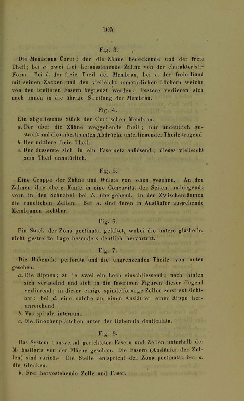 Fig. 3. • Die Membrana Cortii ; der die Zähne bedeckende und der freie Theil; bei a. zwei frei herausstehende Zähne von der charakteristi- Forni. Bei h. der freie Theil der Membran, bei c. der freie Rand mit seinen Zacken und den vielleicht unnatürlichen Löchern welche von den breiteren Fasern begrenzt werden ; letztere verlieren sich nach innen in die übrige Streifung der Membran. Fig. 4. Ein abgerissenes Stück der Corti'sehen Membran. a. Der über die Zähne weggehende Theil ; nur undeutlich ge- streift und die unbesliinmten Abdrücke unterliegender Theile tragend. b. Der mittlere freie Theil. c. Der äusserste sich in ein Fasernetz auflösend ; dieses vielleicht zum Theil unnatürlich. Fig. 5. Eine Gruppe der Zähne und Wülste von oben gesehen. An den Zähnen ihre obere Kante in eine Concavität der Seiten umbiegend; vorn in den Schnabel bei b. übergehend. In den Zwischenräumen die rundlichen Zellen. Bei a. sind deren in Ausläufer ausgehende Membranen sichtbar. Fig. 6. Ein Stück der Zona pectinata, gefaltet, wobei die unlere glashelle, nicht gestreifte Lage besonders deutlich hervortritt. Fig. 7. Die Habenula perforata und die angrenzenden Theile von unten gesehen. a. Die Rippen; zu je zwei ein Loch einschliessend ; nach hinten sich verästelnd und sich in die faserigen Figuren dieser (Jegend verlierend ; in dieser einige spindelförmige Zellen zerstreut sicht- bar ; bei d. eine solche an einen Ausläufer einer Rippe her- anreichend. b- Vas Spirale inlernum. c. Die Knochenplältchen unter der Habenula denticulata. Fig. 8. Das System transversal gerichteter Fasern und Zellen unterhalb der M. basilaris von der Fläche gesehen. Die Fasern (Ausläufer der Zel- len) sind varicös. Die Stelle entspricht den Zona pectinata; bei a, die Glocken. b. Frei hervostehende Zelle und Faser.