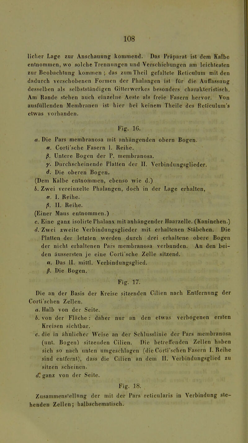 lieber Lage zur Anschauung kommend. Das Präparat ist dem Kalbe entnommen, wo solche Trennungen und Verschiebungen am leichtesten zur Beobachtung kommen; das zumThcil gefaltete Ueticulum mit den dadurch verschobenen Formen der Phalangen ist für die Auffassung desselben als selbstsländigen Gitterwerkes besonders charakteristisch. Am Rande stehen auch einzelne Aeste als freie Fasern hervor. Von ausfüllenden Membranen ist hier bei keinem Theiie des Reliculum's etwas vorhanden. Fig. 16. a. Die Pars membranosa mit anhangenden obern Bogen. «. Corti'sche Fasern 1. Reihe. Untere Bogen der P. membranosa. y. Durchscheinende Platten der II. Verbindungsglieder. tf. Die oberen Bogen. (Dem Kalbe entnommen, ebenso wie d.) h. Zwei vereinzelte Phalangen, docli in der Lage erhalten, lt. I. Reihe. jS. IL Reihe. (Einer Maus entnommen.) c. Eine ganz isolirte Phalanx mit anhängender Haarzelle. (Kaninchen.) (/. Zwei zweite Verbindungsglieder mit erhaltenen Stäbchen. Die Platten der letzten werden durch drei erhaltene obere Bogen der nicht erhaltenen Pars membranosa verbunden. An den bei- den äussersten je eine Corti'sche Zelle sitzend. a. Das II. mittl. Verbindungsglied. ß. Die Bogen. Fig. 17. Die an der Basis der Kreise sitzenden Cilien nach Entfernung der Corti'schen Zellen. a. Halb von der Seite. b. von der Fläche : daher nur an den etwas verbogenen ersten Kreisen sichtbar. c. die in ähnlicher Weise an der Schlusslinie der Pars membranosa (unt. Bogen) sitzenden Cilien. Die betreffenden Zellen haben sich so nach unten umgeschlagen (die Corli'schcn Fasern I. Reihe sind entfernt), dass die Cilien an dem IL Verbindungsglied zu sitzen scheinen. rf! ganz von der Seite. Fig. 18. Zusammenslellnng der mit der Pars reticularis in Verbindung sic- henden Zellen; halbschemalisch.