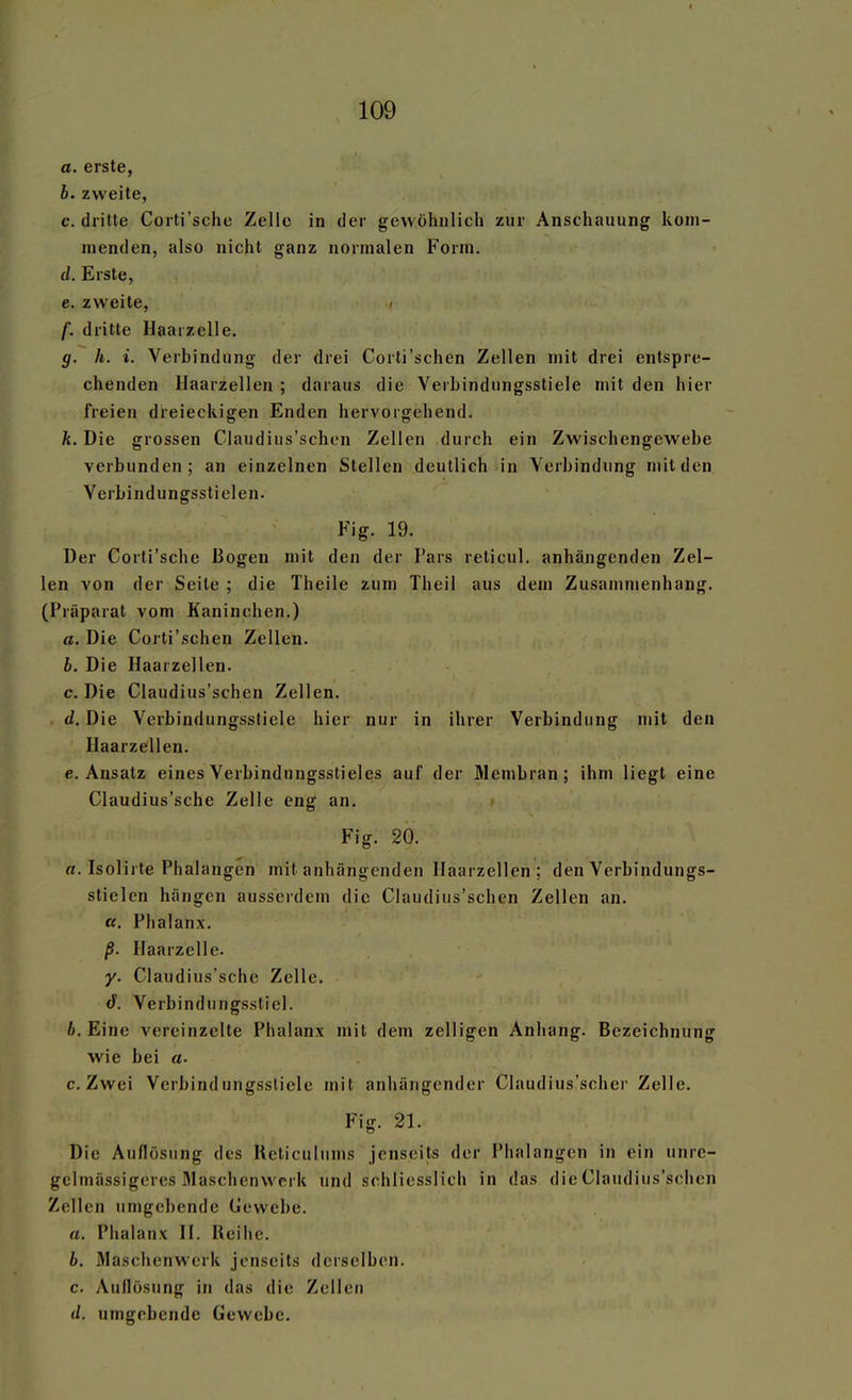 a. erste, b. zweite, c. dritte Corti'sche Zelle in der gewöhnlich zur Anschauung kom- menden, also nicht ganz normalen Form. d. Erste, e. zweite, < f. dritte Haarzelle. g. h. i. Verbindung der drei Corti'schen Zellen mit drei entspre- chenden Haarzellen ; daraus die Verbindungsstiele mit den hier freien dieieckigen Enden hervorgehend. k. Die grossen Claudins'schen Zellen durch ein Zwischengewebe verbunden; an einzelnen Stellen deutlich in Verbindung mit den Verbindungsstielen- Fig. 19. Der Corti'sche Bogen mit den der Pars reticul. anhängenden Zel- len von der Seite ; die Theile zum Theil aus dem Zusammenhang. (Präparat vom Kaninchen.) a. Die Corti'schen Zellen. b. Die Haarzellen. c. Die Claudins'schen Zellen. d. Die Verbindungsstiele hier nur in ihrer Verbindung mit den Haarzellen. e. Ansatz eines Verbindungsstieles auf der Membran; ihm liegt eine Claudius'sche Zelle eng an. Fig. 20. fl. Isolirte Phalangen mit anhängenden Haarzellen ; den Verbindungs- slielen hängen ausserdem die Claudins'schen Zellen an. «. Phalanx. ß. Haarzelle. y. Claudius'sche Zelle. tF. Verbindungsstiel. b. Eine vereinzelte Phalanx mit dem zelligen Anhang. Bezeichnung wie bei a- C.Zwei Verbindungssliele mit anhängender Claudius'scher Zelle. Fig. 21. Die Auflösung des Reticulunis jenseits der Phalangen in ein unre- gelmässigeres fllaschenwerk und schliesslich in das die Claudins'schen Zellen umgebende Gewebe. a. Phalanx II. Reihe. b. Maschenwerk jenseits derselben. c. Aullösung in das die Zellen d. umgebende Gewebe.