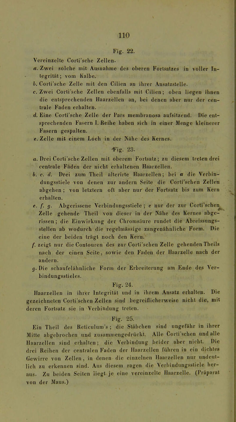 Fig. 22. Vereinzelte Coiti'sche Zellen. a. Zwei solche mit Ausnahme des oberen P'ortsatzes in voller In- tegrität; vom Kalbe. b. Corti'sche Zelle mit den Cilien an ihrer Ansatzstelle. C.Zwei Corti'sche Zellen ebenfalls mit Cilien; oben liegen ihnen die entsprechenden Haarzellen an, bei denen aber nur der cen- trale Faden erhalten. d. Eine Corti'sche Zelle der Pars membranosa aufsitzend. Die ent- sprechenden Fasern I. Reihe haben sich in einer Menge kleinerer Fasern gespalten. c. Zelle mit einem Loch in der Nähe des Kernes. 'Fig. 23. a. Drei Corti'sche Zellen mit oberem Fortsatz; zu diesem treten drei centrale Fäden der nicht erhaltenen Haarzellen. b. c. d. Drei zum Theil alterirte Haarzellen; bei a die Verbin- dungsstiele von denen zur andern Seite die Corti'schen Zellen abgehen ; von letztern oft aber nur der Fortsatz bis zum Kern erhalten. e. f. g. Abgerissene Verbindungsstiele ; c nur der zur Corti'schen^ Zelle gehende Theil von dieser in der Nähe des Kernes abge- rissen; die Einwirkung der Chromsäure rundet die Abreissungs- stellen ab wodurch die regelmässige zangenähnliche Form. Die eine der beiden trägt noch den Kern. /.zeigt nur die Contouren des zur Corti'schen Zelle gehenden Theils nach der einen Seite, sowie den Faden der Haarzelle nach der andern. g. Die schaufelähnliche Form der Erbreiterung am Ende des Ver- bindungsstieles. Fig. 24. Haarzellen in ihrer Integrität und in ihrem Ansatz erhallen. Die gezeichneten Corti'schen Zellen sind begreiflicherweise nicht die, mit deren Fortsatz sie in Verbindung treten. Fig. 25. Ein Theil des Reticuhim's ; die Stäbchen sind ungefähr in ihrer Mitte abgebrochen und zusammengedrückt. Alle Corti'schen und alle Haarzellen sind erhalten; die Verbindung beider aber nicht. Die drei Reihen der centialen Faden der Haarzellen führen in ein dichtes Gewirre von Zellen, in denen die einzelnen Haarzellen nur undeut- lich zu erkennen sind. Aus diesem ragen die Verbindiingsstiele her- aus. Zu beiden Seilen liegt je eine vereinzelte Haarzelle. (Präparat von der Maus.)