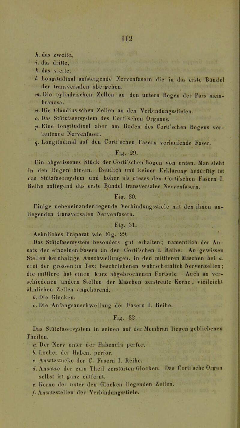 h. das zweite, i. das dritte, k. das vierte. l. Longitudiiial aufsteigende Nervenfasern die in das erste Bündel der transversalen übergehen, m. Die cylindrischen Zellen an den untern Bogen der Pars mem- branosa. n. Die Claudius'schen Zellen an den Verbindungsstielen. 0, Das Stützfasersystem des Corti'sehen Organes. «.Eine longitudinal aber am Boden des Corti'schen Bosens ver- laufende Nervenfaser. q. Longitudinal auf den Corti'schen Fasern verlaufende Faser, Fig. 29. Ein abgerissenes Stück der Corti'schen Bogen von unten. Man sieht in den Bogen hinein. Deutlich und keiner Erklärung bedürftig ist das Stülzfasersystem und höher als dieses den Corti'schen Fasern 1. Reihe anliegend das erste Bündel transversaler Nervenfasern. Fig. 30. Einige nebeneinanderliegende Verbindungsstiele mit den ihnen an- liegenden transversalen Nervenfasern. Fig. 31. Aehnliches Präparat wie Fig. 29. Das Stützfasersystem besonders gut erhalten; namentlich der An- satz der einzelnen Fasern an den Corti'schen I. Reihe. An gewissen Stellen kernhaltige Anschwellungen. In den mittleren Maschen bei a. drei der grossen im Text beschriebenen wahrscheinlich Nervenzellen; die mittlere hat einen kurz abgebrochenen Fortsatz. Auch an ver- schiedenen andern Stellen der Maschen zerstreute Kerne , vielleicht ähnlichen Zellen angehörend. b. Die Glocken. c. Die Anfangsanschwellung der Fasern I. Reihe. Fig. 32. Das Stützfasersystem in seinen auf der Membran liegen gebliebenen Theilen. a. Der Nerv unter der Habenula perfor. b. Löcher der Haben, perfor. c. Ansatzstücke der C. Fasern l. Keihc. (/.Ansätze der zum Theil zerstörten Glocken. Das Corli'sche Organ selbst ist ganz entfernt. e. Kerne der unter den Glocken liegenden Zellen. f. Ansatzslellen der Verbindungsstiele.