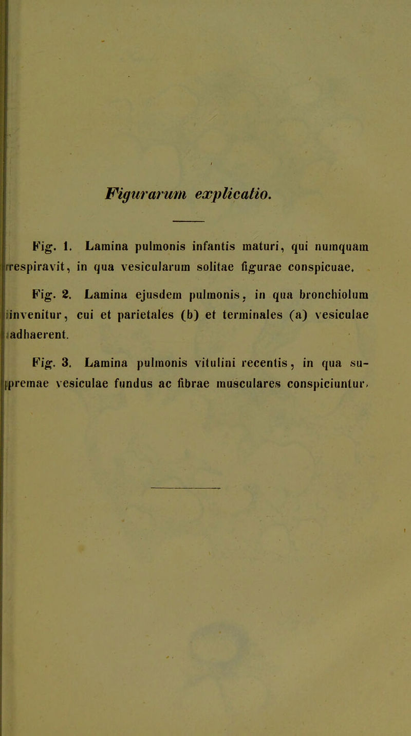 Figtirarum expUcatio, Fig. 1. Laraina puimonis infantis maturi, qui numquam rrespiravit, in qua vesicularum solitae ti;£^urae eonspicuae. Fig. 2. Lamina ejusdem pulraonis, in qua bronchiolum iinvenitur, cui et parietales (b) et terminales (a) vesiculae ladhaerent. Pi^. 3. Lamina pulmonis vitulini recentis, in qua su- |f)remae vesiculae fundus ac fibrae musculares conspiciuntur»