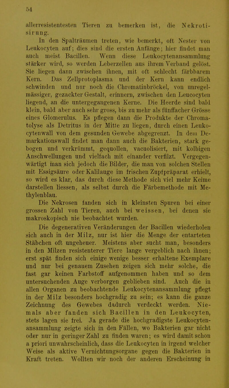 allerresistentesten Tieren zu bemerken ist, die Nekroti- sirung. In den Spalträumen treten, wie bemerkt, oft Nester von Leukocyten auf; dies sind die ersten Anfänge; liier findet man auch meist Bacillen. Wenn diese Leukocytenansammlung stärker wird, so werden Leberzellen aus ihrem Verband gelöst. Sie liegen dann zwischen ihnen, mit oft schlecht iarbbarem Kern. Das Zellprotoplasma und der Kern kann endlich schwinden und nur noch die Chromatinbrückel, von unregel- mässiger, gezackter Gestalt, erinnern, zwischen den Leucocyten liegend, an die untergegangenen Kerne. Die Heerde sind bald klein, bald aber auch sehr gross, bis zu mehr als fünffacher Grösse eines Glomerulus. Es pflegen dann die Produkte der Chroma- tolyse als Detritus in der Mitte zu liegen, durch einen Leuko- cytenwall von dem gesunden Gewebe abgegrenzt. In dem De- markationswall findet man dann auch die Bakterien, stark ge- bogen und verkrümmt, gequollen, vacuolisiert, mit kolbigen Anschwellungen und vielfach mit einander verfilzt. Vergegen- wärtigt man sich jedoch die Bilder, die man von solchen Stellen mit Essigsäure oder Kalilauge im frischen Zupfpräparat erhielt, so wird es klar, das durch diese Methode sich viel mehr Keime darstellen Hessen, als selbst durch die Färbemethode mit Me- thylenblau. Die Nekrosen fanden sich in kleinsten Spuren bei einer grossen Zahl von Tieren, auch bei weissen, bei denen sie makroskopisch nie beobachtet wurden. Die degenerativen Veränderungen der Bacillen wiederholen sich auch in der Milz, nur ist hier die Menge der entarteten Stäbchen oft ungeheuer. Meistens aber sucht man, besonders in den Milzen resistentem- Tiere lange vergeblich nach ihnen; erst spät finden sich einige wenige besser erhaltene Exemplare und nur bei genauem Zusehen zeigen sich mehr solche, die fast gar keinen Farbstoff aufgenommen haben und so dem untersuchenden Auge verborgen geblieben sind. Auch die in allen Organen zu beobachtende Leukocytenansammlung pflegt in der Milz besonders hochgradig zu sein; es kann die ganze Zeichnung des Gewebes dadurch verdeckt werden. Nie- mals aber fanden sich Bacillen in den Leukocyten, stets lagen sie frei. Ja gerade die hochgradigste Leukocyten- ansammlung zeigte sich in den Fällen, wo Bakterien gar nicht oder nur in geringer Zahl zu finden waren; es wird damit schon a priori unwahrscheinlich, dass die Leukocyten in irgend welcher Weise als aktive Vernichtungsorgane gegen die Bakterien in Kraft treten. Wollten wir noch der anderen Erscheinung in