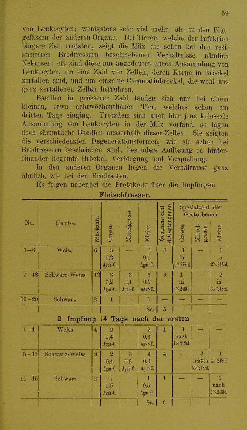 von Leukocyten; wenigstens sehr viel mehr, als in den Blut- gefässen der anderen Organe. Bei Tieren, welche der Infektion längere Zeit trotzten, zeigt die Milz die schon bei den resi- stenteren Brodfressern beschriebenen Verhältnisse, nämlich Nekrosen: oft sind diese nur angedeutet durch Ansammlung von Leukocyten, um eine Zahl von Zellen, deren Kerne in Bröckel zerfallen sind, und um einzelne Chromatinbröckel, die wohl aus ganz zerfallenen Zellen herrühren. Bacillen in grösserer Zahl fanden sich nur bei einem kleinen, etwa achtwöchentlichen Tier, welches schon am dritten Tage einging. Trotzdem sich auch hier jene kolossale Ansammlung von Leukocyten in der Milz vorfand, so lagen doch sämmtliche Bacillen ausserhalb dieser Zellen. Sie zeigten die verschiedensten Degenerationsformen, wie sie schon bei Brodfressern beschrieben sind, besonders Auflösung in hinter- einander liegende Bröckel, Verbiegung und Verquellung. In den anderen Organen liegen die Verhältnisse ganz ähnlich, wie bei den Brodratten. Es folgen nebenbei die Protokolle über die Impfungen. Fleischfresser. No. Farbe Stückzahl Grosse <D CO CO O U bp -»j Kleine Gesammtzahl d. Gestorbenen Spez Ge <u cc CD O u CD ialzahl der storbenen £ o ; 3 a fei u 1-6 Weiss 6 3 0,2 Agar-C. 3 0,1 Agar-C. 2 1 in 4x218td. 1 in 3X2i8td. 7—18 Schwarz-Weiss 12 3 0,2 Agar-C. 3 0,1 Agar-C. 6 0,1 Agar-C. 3 1 in 6X24Std. 2 in 3X2iSfd. 19-20 Schwarz 2| 1 » 1- 1 - 1 II 1 1 1 Sa.| 5 | 2 Impfung 14 Tage nach der ersten 1 Weiss ! 4 2 0,4 Agar-C. 2 0,3 Agr-C. 1 i i - nach | 4X24Std. 5-13 Schwarz-Weiss 9 i 2 0,4 Agar-C, 3 0,3 Agar-C. 4 0,3 Agar-C. 4 3 nach 3 bis 5X2iS!d. 1 2X2i8td 14—15 Schwarz 2 1 1,0 Agar-C. 1 0,5 Agar-C. 1 1 nach 2X2IStd. 1 1 1 Sa.| 6 1