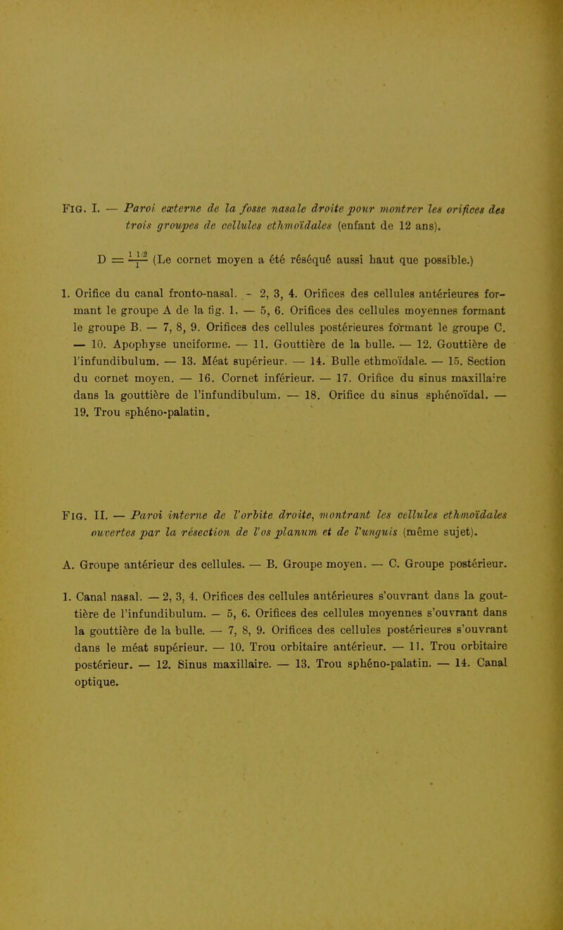 FiG. I. — Paroi externe de la fosse nasale droite pour montrer les orifices des trois groupes de cellules ethmoïdales (enfant de 12 ans). D = ^— (Le cornet moyen a été réséqué aussi haut que possible.) 1. Orifice du canal fronto-nasal. - 2, 3, 4. Orifices des cellules antérieures for- mant le groupe A de la fi g. 1. — 5, 6. Orifices des cellules moyennes formant le groupe B. — 7, 8, 9. Orifices des cellules postérieures formant le groupe C. — 10. Apophyse unciforme. — 11. Gouttière de la bulle. — 12. Gouttière de l'infundibulum. — 13. Méat supérieur. — 14. Bulle ethmoïdale. — 1.5. Section du cornet moyen. — 16. Cornet inférieur. — 17. Orifice du sinus maxillaire dans la gouttière de l'infundibulum. — 18. Orifice du sinus sphénoïdal. — 19. Trou sphéno-palatin. Fia. II. — Paroi interne de l'orhite droite, montrant les cellules ethmoïdales ouvertes par la résection de l'os plannm et de Vunguis (même sujet). A. Groupe antérieur des cellules. — B. Groupe moyen. — G. Groupe postérieur. 1. Canal nasal. — 2, 3, 4. Orifices des cellules antérieures s'ouvrant dans la gout- tière de l'infundibulum. — 5, 6. Orifices des cellules moyennes s'ouvrant dans la gouttière de la bulle. — 7, 8, 9. Orifices des cellules postérieures s'ouvrant dans le méat supérieur. — 10. Trou orbitaire antérieur. — 11. Trou orbitaire postérieur. — 12. Sinus maxillaire. — 13. Trou sphéno-palatin. — 14. Canal optique.