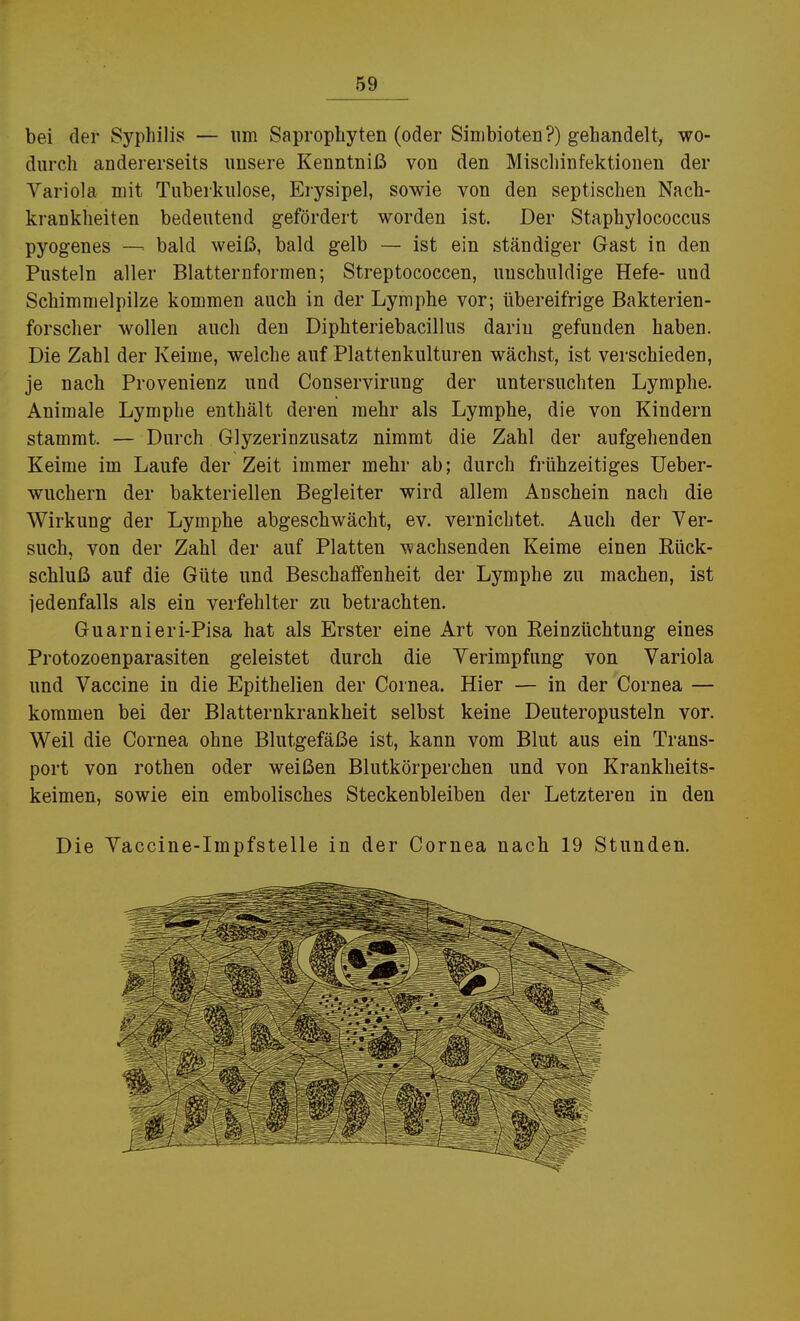 bei der Syphilis — um Saprophyten (oder Sinibioten?) gehandelt, wo- durch andererseits unsere Kenntniß von den Mischinfektionen der Variola mit Tuberkulose, Erysipel, sowie von den septischen Nach- krankheiten bedeutend gefördert worden ist. Der Staphylococcus pyogenes —bald weiß, bald gelb — ist ein ständiger Gast in den Pusteln aller Blatternformen; Streptococcen, unschuldige Hefe- und Schimmelpilze kommen auch in der Lymphe vor; übereifrige Bakterien- forscher wollen auch den Diphteriebacillus darin gefunden haben. Die Zahl der Keime, welche auf Plattenkulturen wächst, ist verschieden, je nach Provenienz und Conservirung der untersuchten Lymphe. Animale Lymphe enthält deren mehr als Lympbe, die von Kindern stammt. — Durch Glyzeriuzusatz nimmt die Zahl der aufgehenden Keime im Laufe der Zeit immer mehr ab; durch frühzeitiges üeber- wuchern der bakteriellen Begleiter wird allem Anschein nach die Wirkung der Lymphe abgeschwächt, ev. vernichtet. Auch der Ver- such, von der Zahl der auf Platten wachsenden Keime einen Rück- schluß auf die Güte und Beschaffenheit der Lymphe zu machen, ist jedenfalls als ein verfehlter zu betrachten. Guarnieri-Pisa hat als Erster eine Art von Reinzüchtung eines Protozoenparasiten geleistet durch die Verimpfung von Variola und Vaccine in die Epithelien der Cornea. Hier — in der Cornea — kommen bei der Blatternkrankheit selbst keine Deuteropusteln vor. Weil die Cornea ohne Blutgefäße ist, kann vom Blut aus ein Trans- port von rothen oder weißen Blutkörperchen und von Krankheits- keimen, sowie ein embolisches Steckenbleiben der Letzteren in den Die Vaccine-Impfstelle in der Cornea nach 19 Stunden.